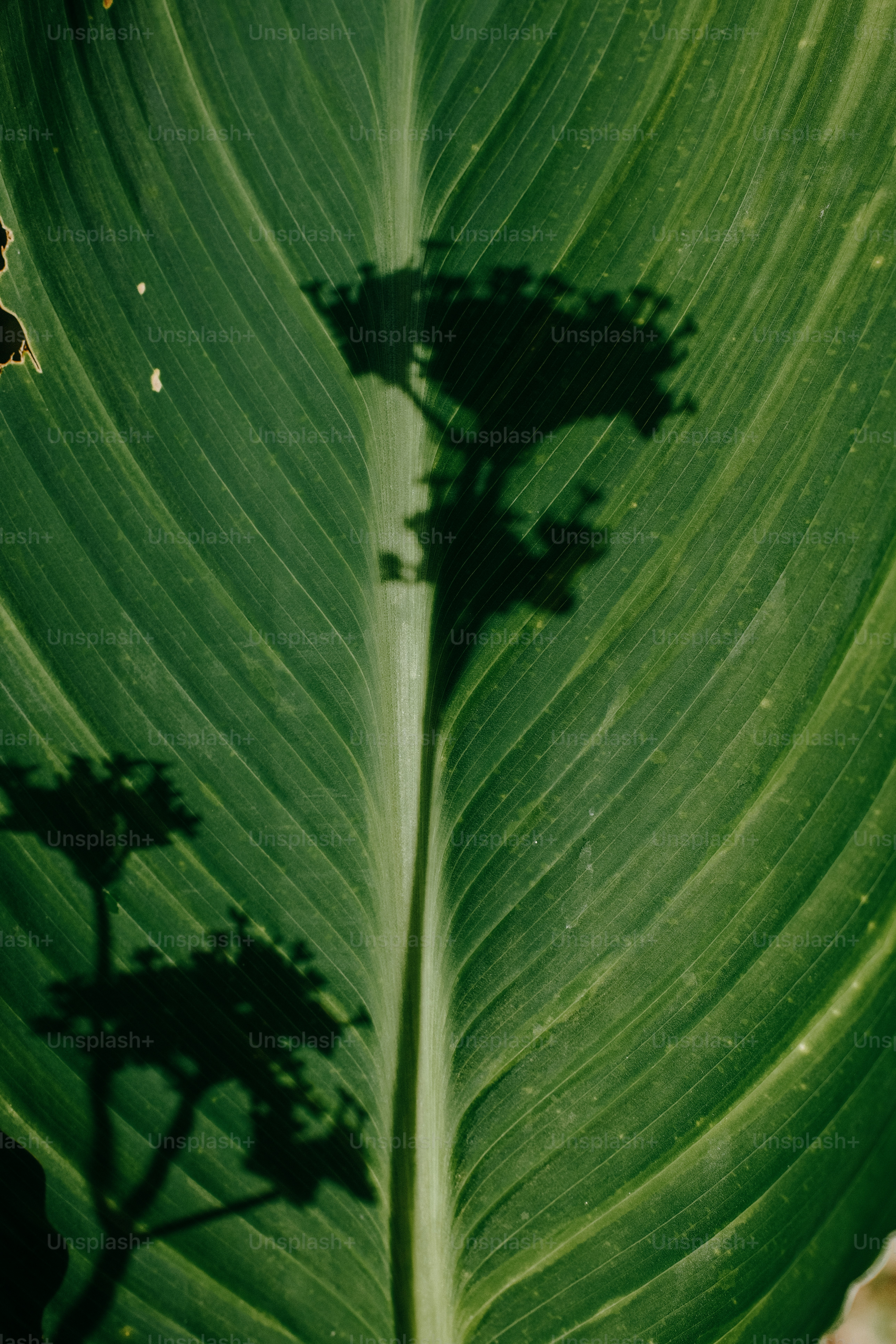 Green leaf with prominent veins and plant shadows