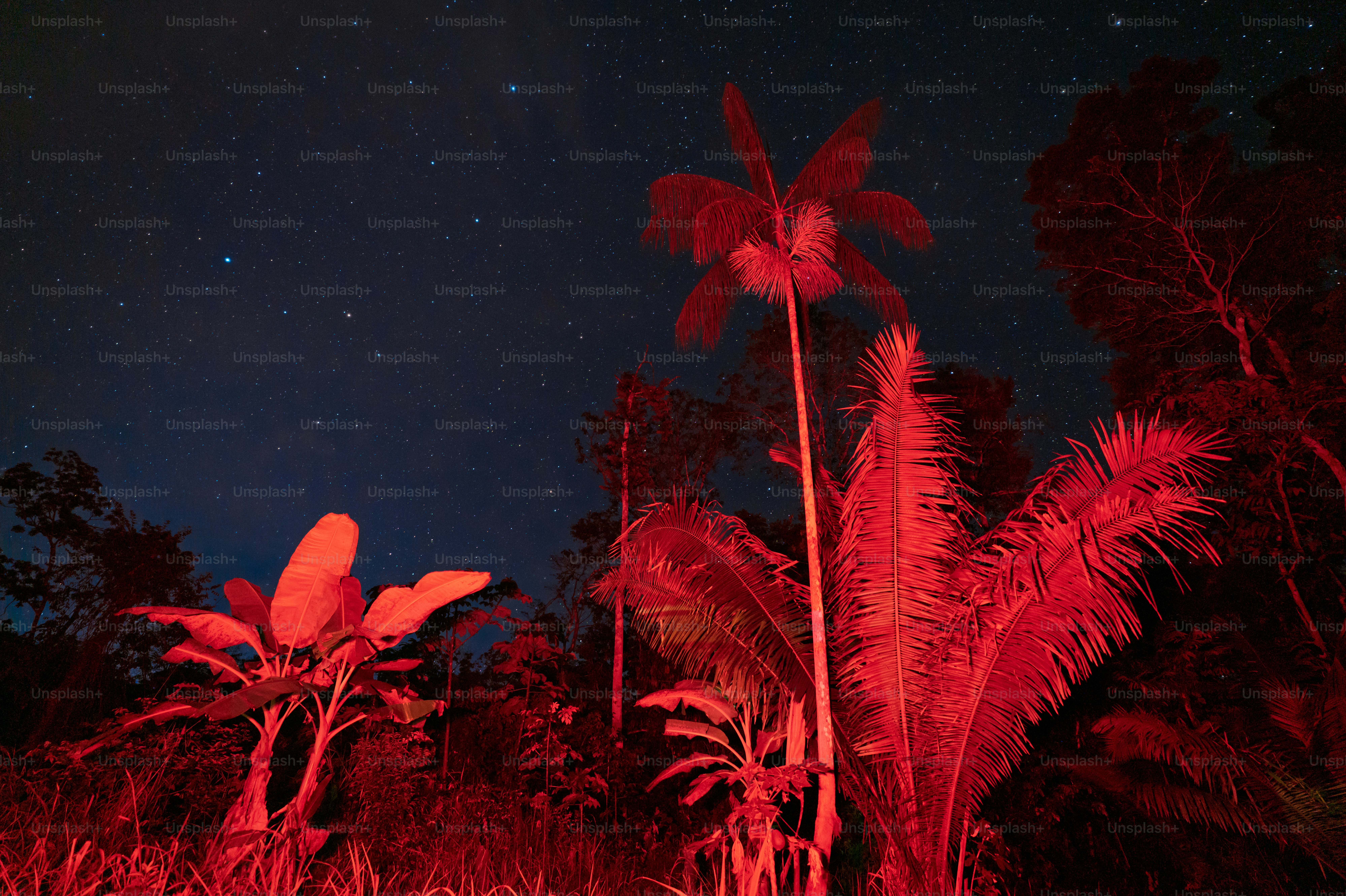 Plantas tropicales iluminadas en rojo en Perú bajo un cielo estrellado