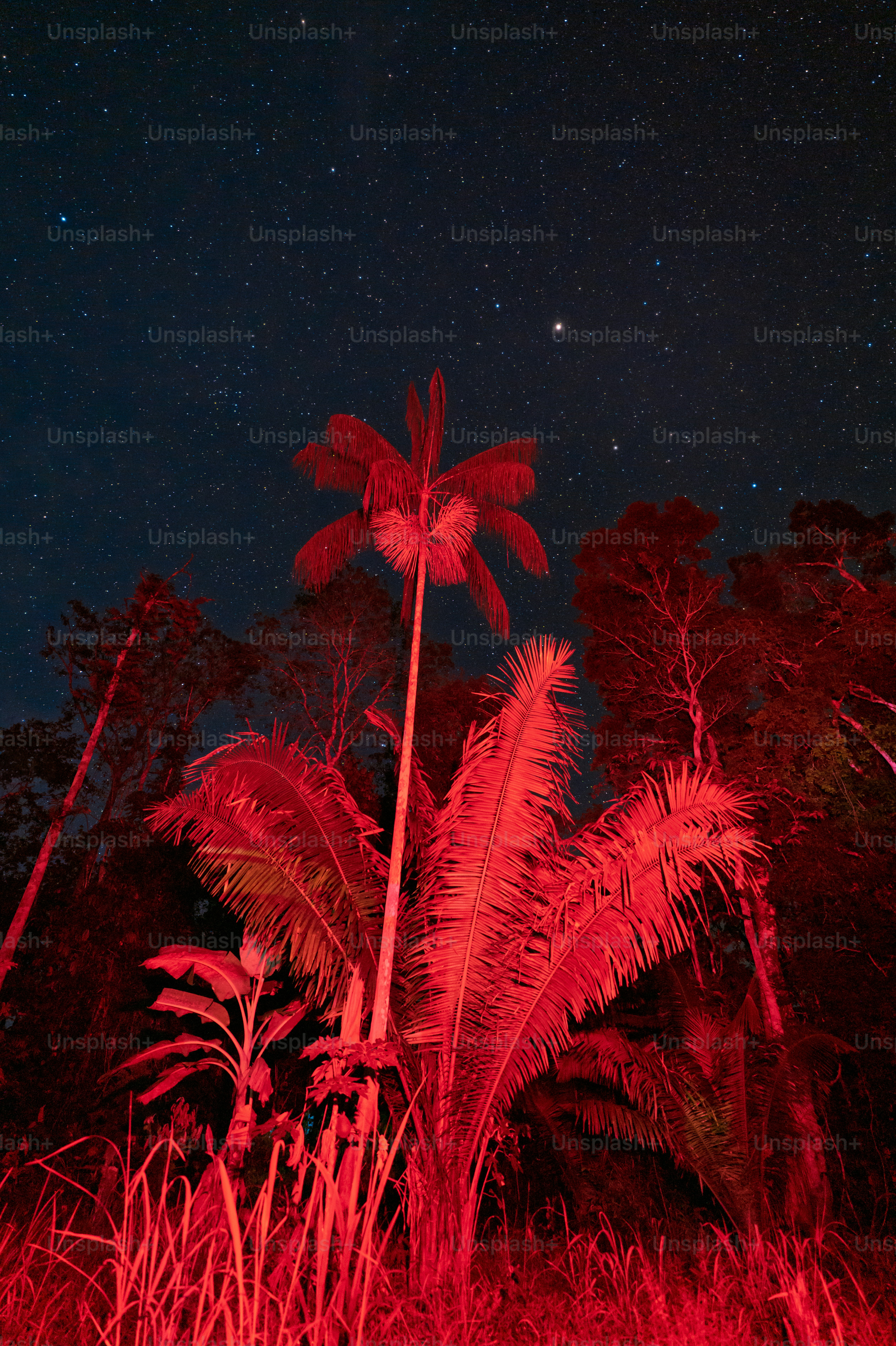 Árboles rojos bajo cielo estrellado en lagunas, Perú