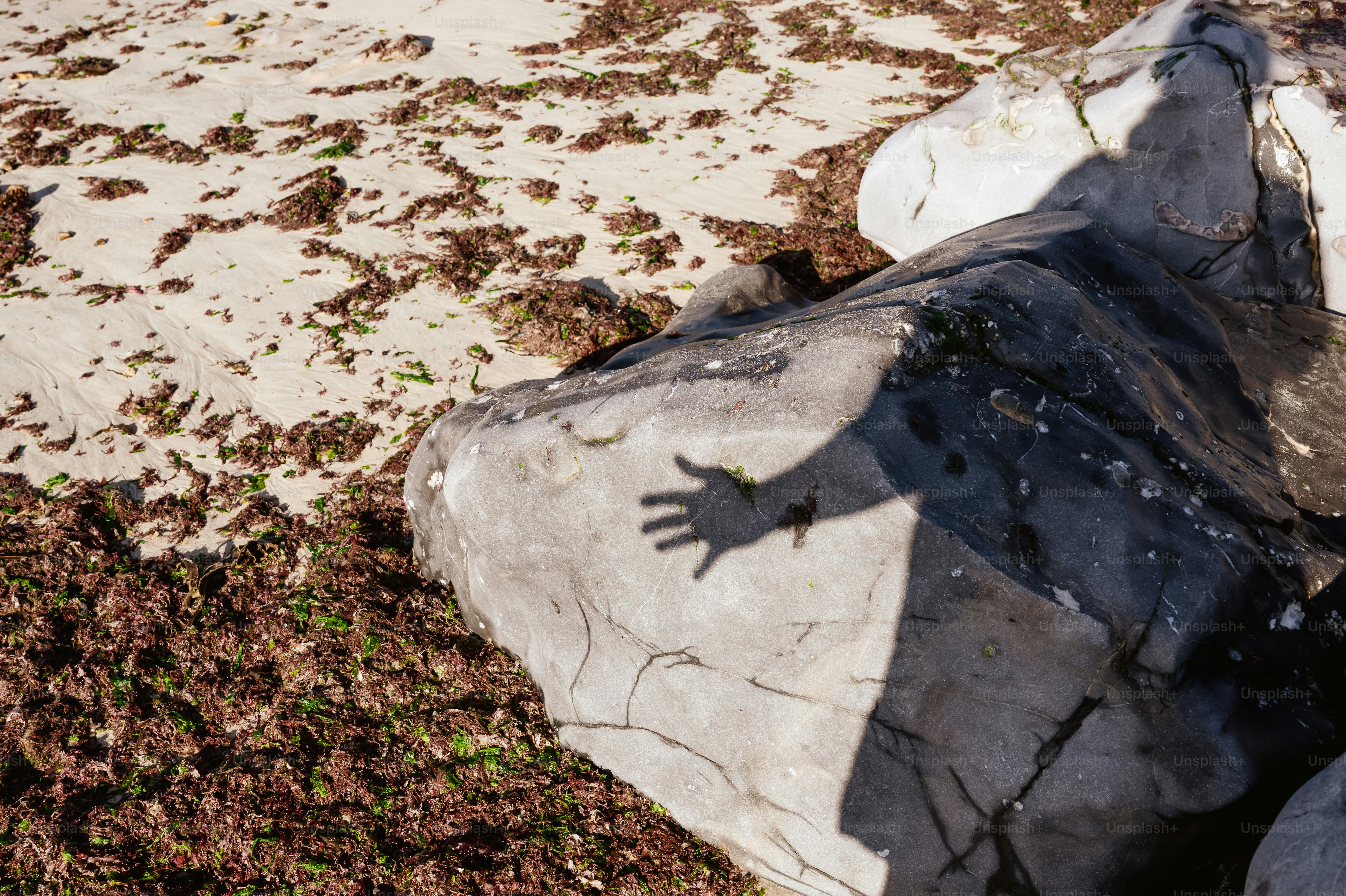 Hand shadow on rock at seaweed-covered beach