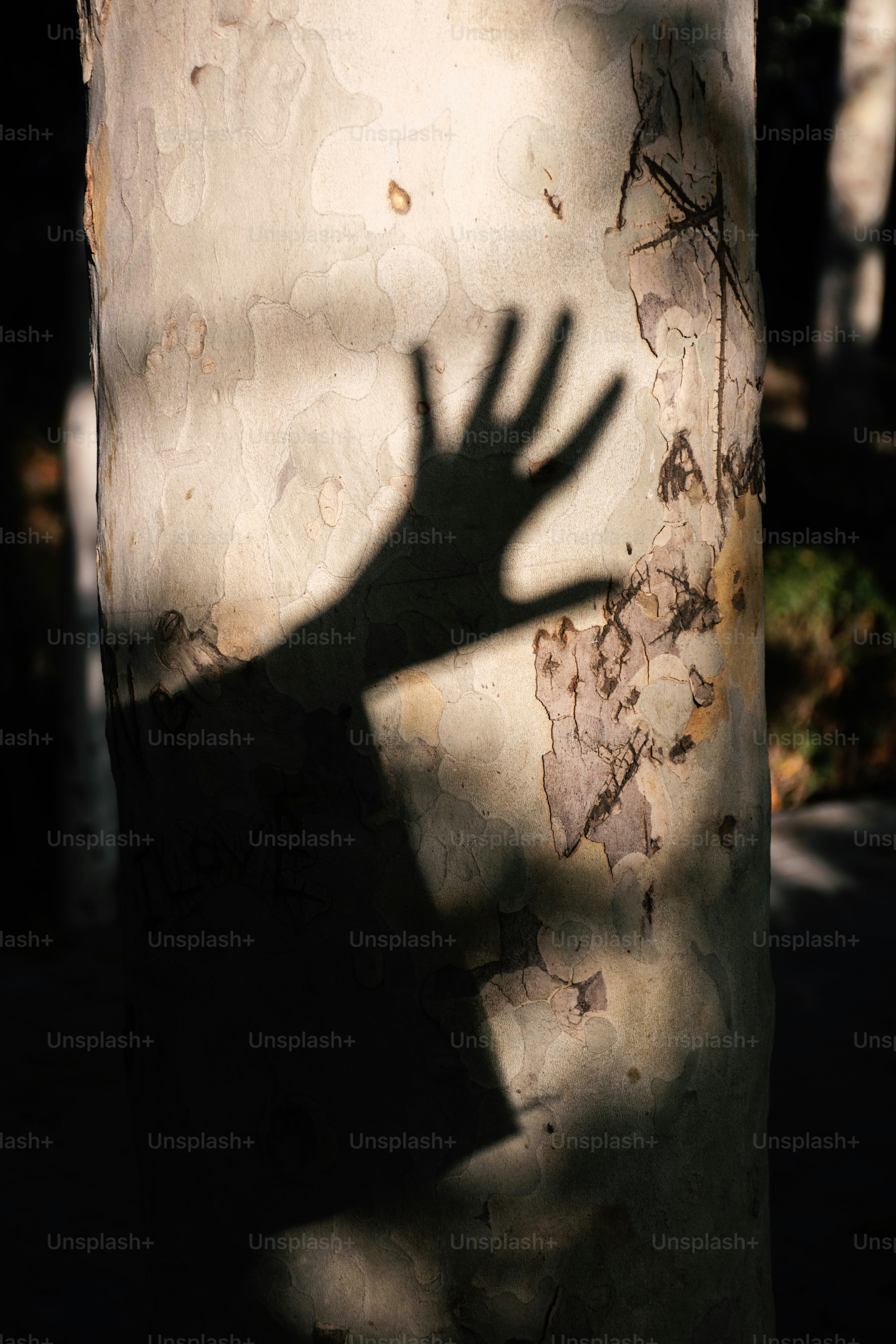 Sombra escura da mão na casca texturizada da árvore