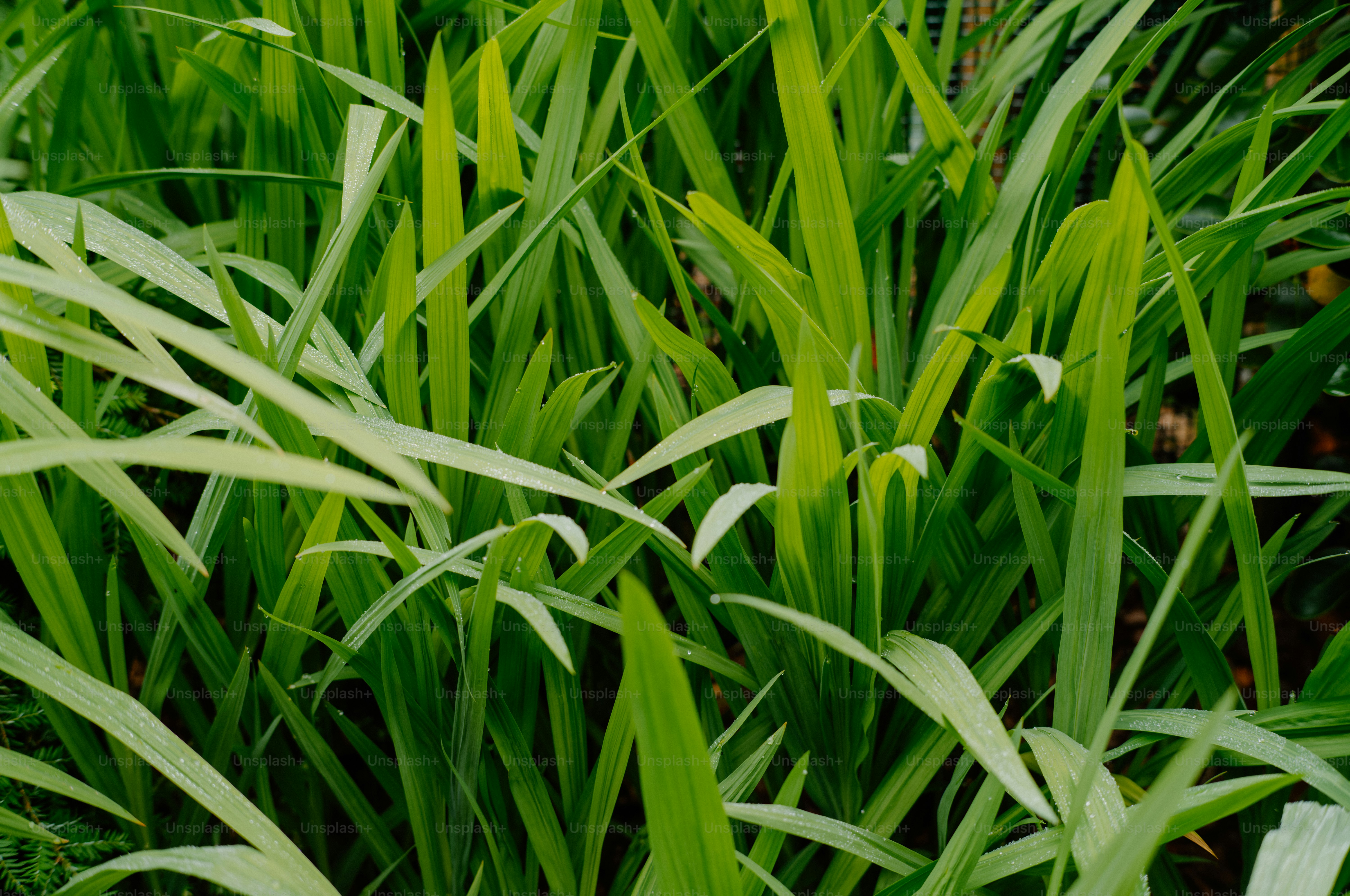 Bilah rumput hijau lebat
