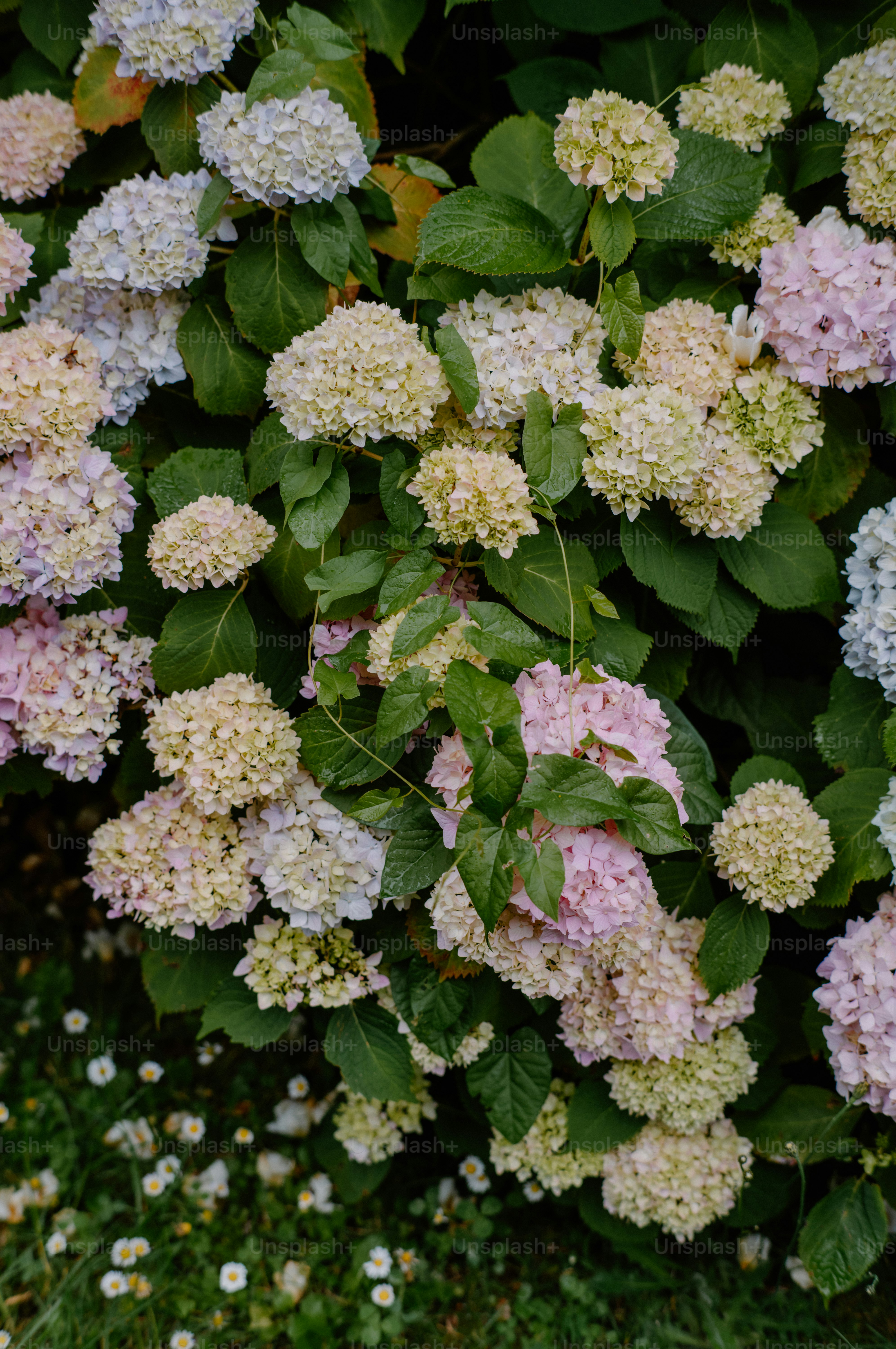 Racimos de flores rosa claro sobre follaje verde - Foto en Unsplash+