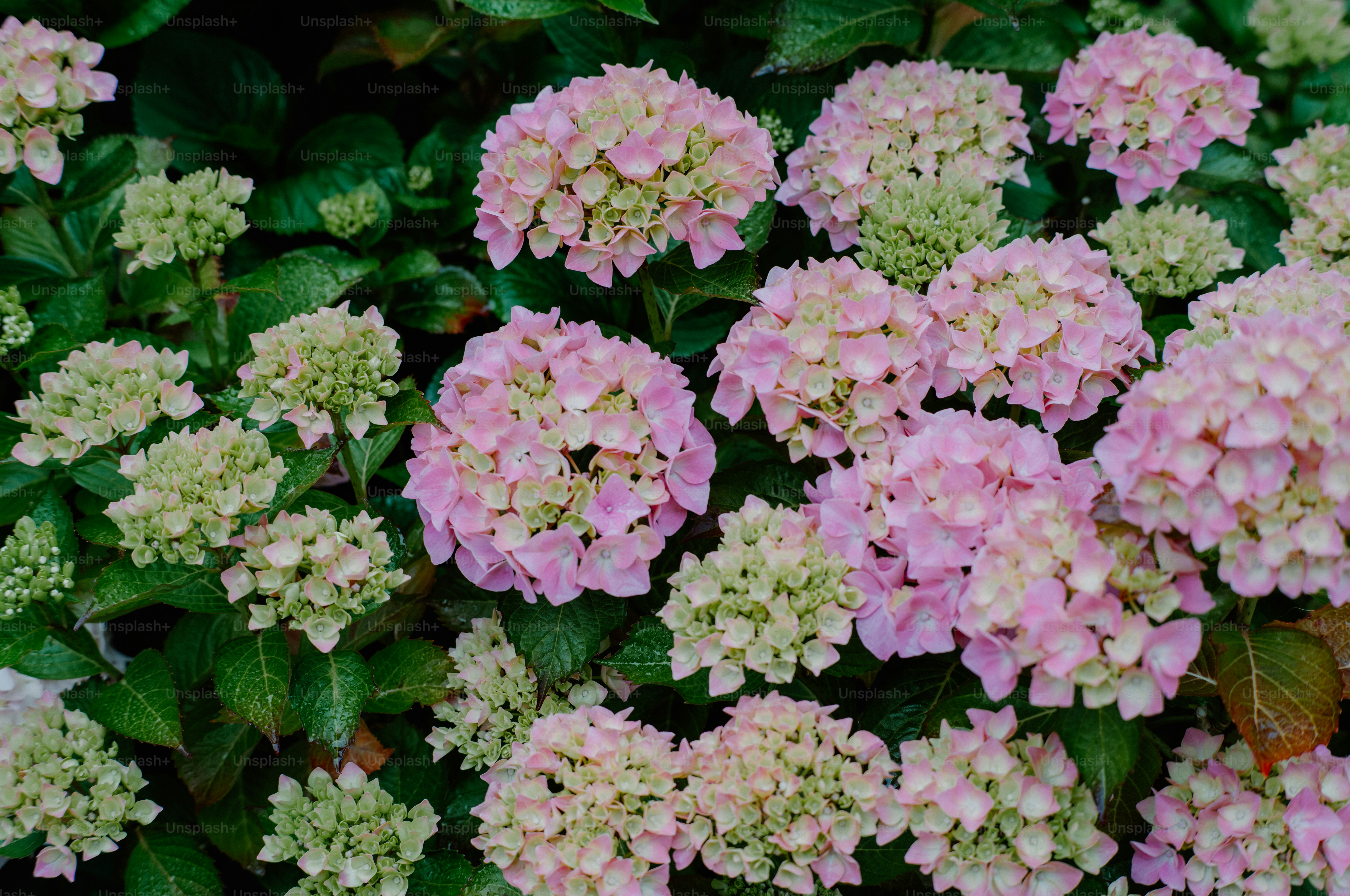 Racimos de flores rosa claro sobre follaje verde - Foto en Unsplash+