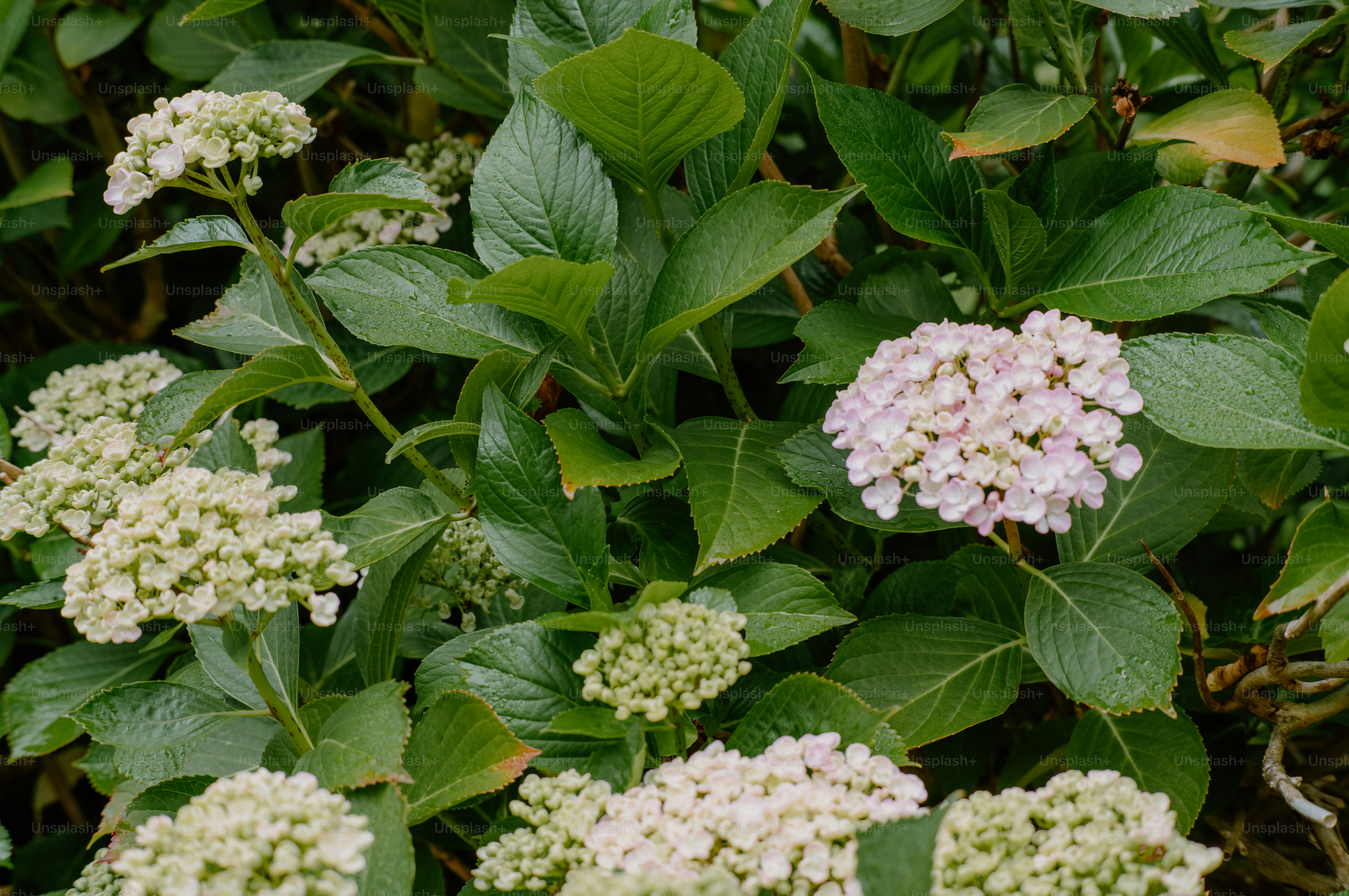 Racimos de flores rosa claro sobre follaje verde - Foto en Unsplash+