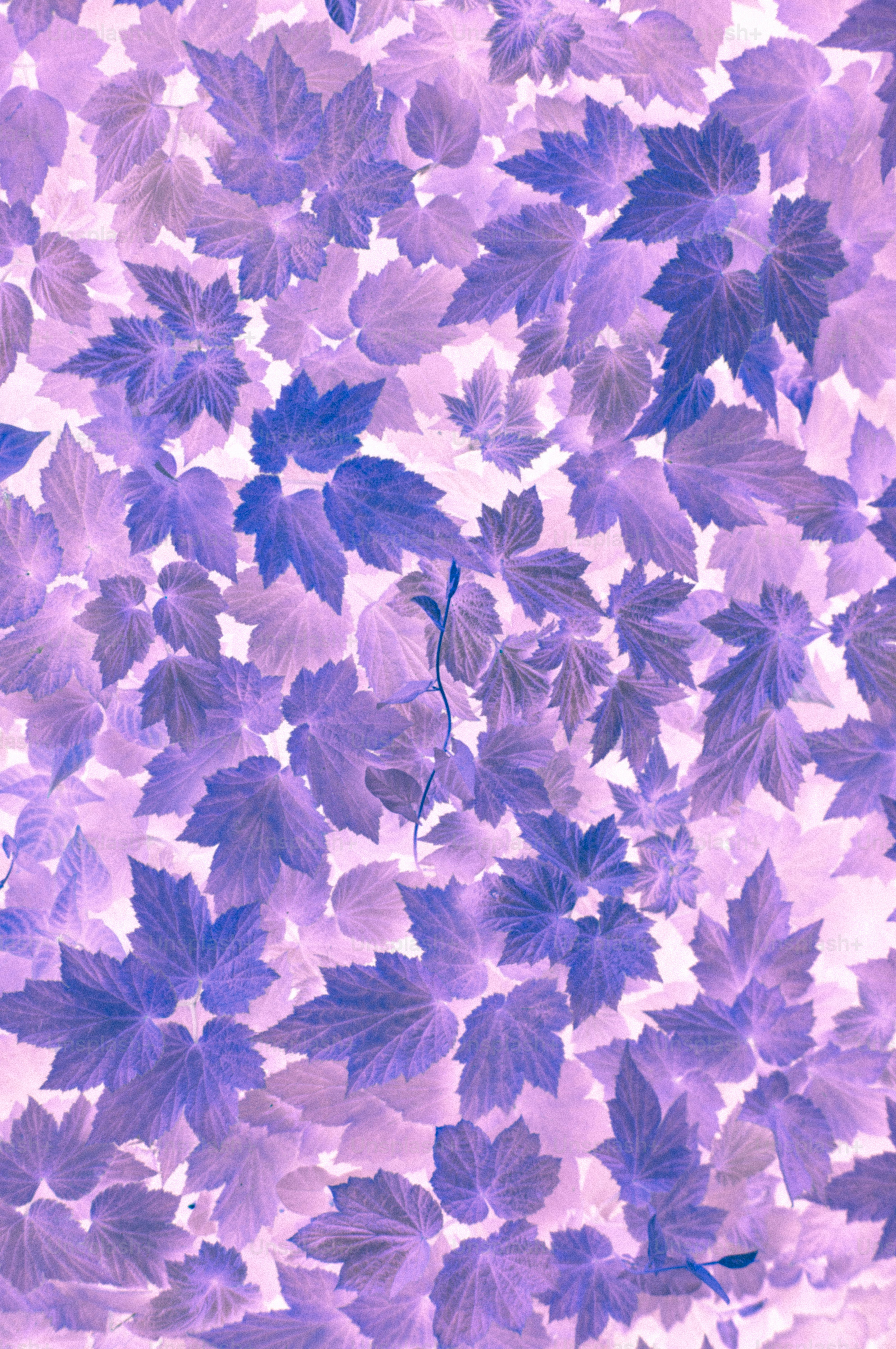 Abstract pattern of purple and blue foliage