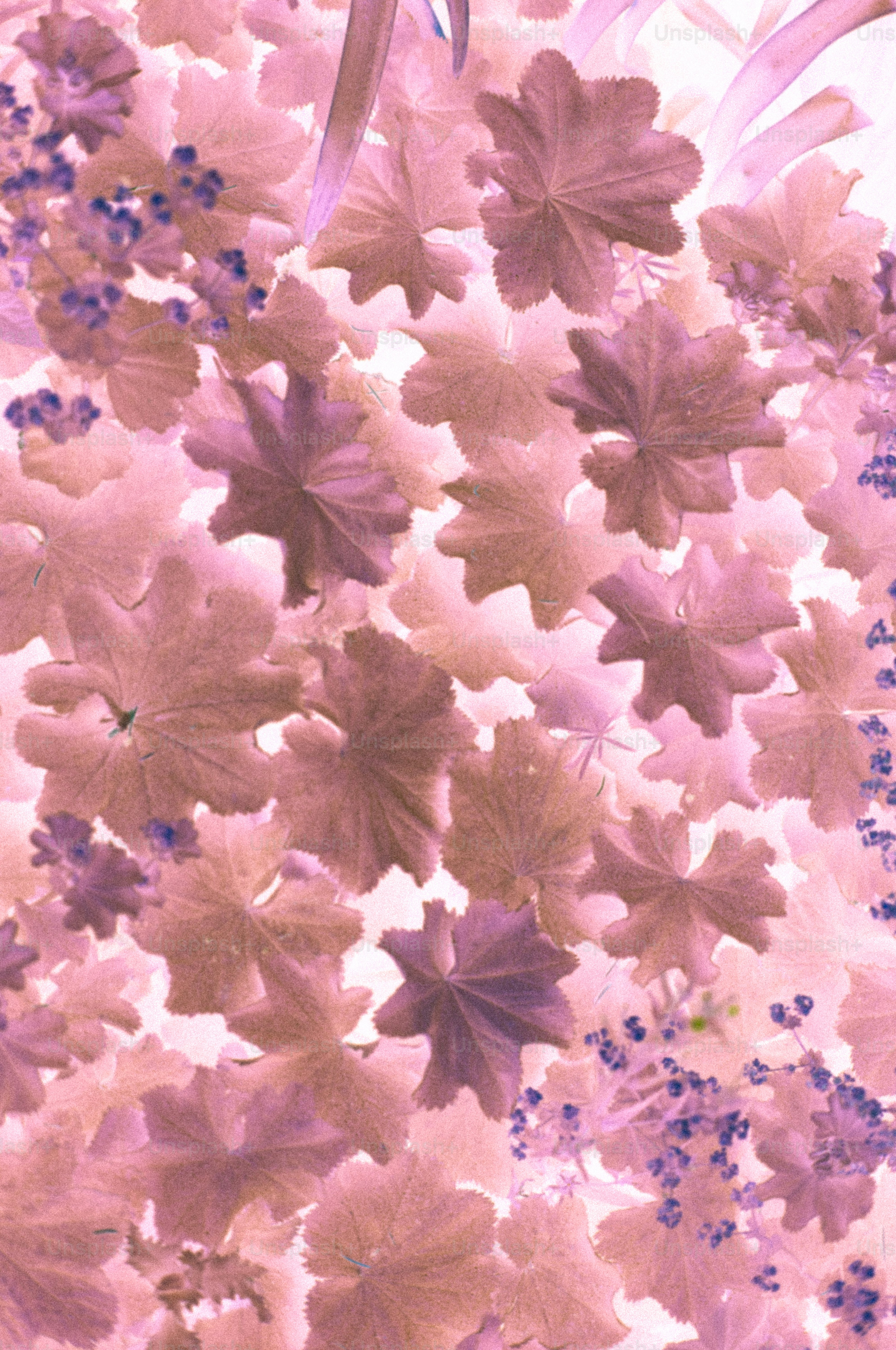 Inverted pink and purple leaves and berries