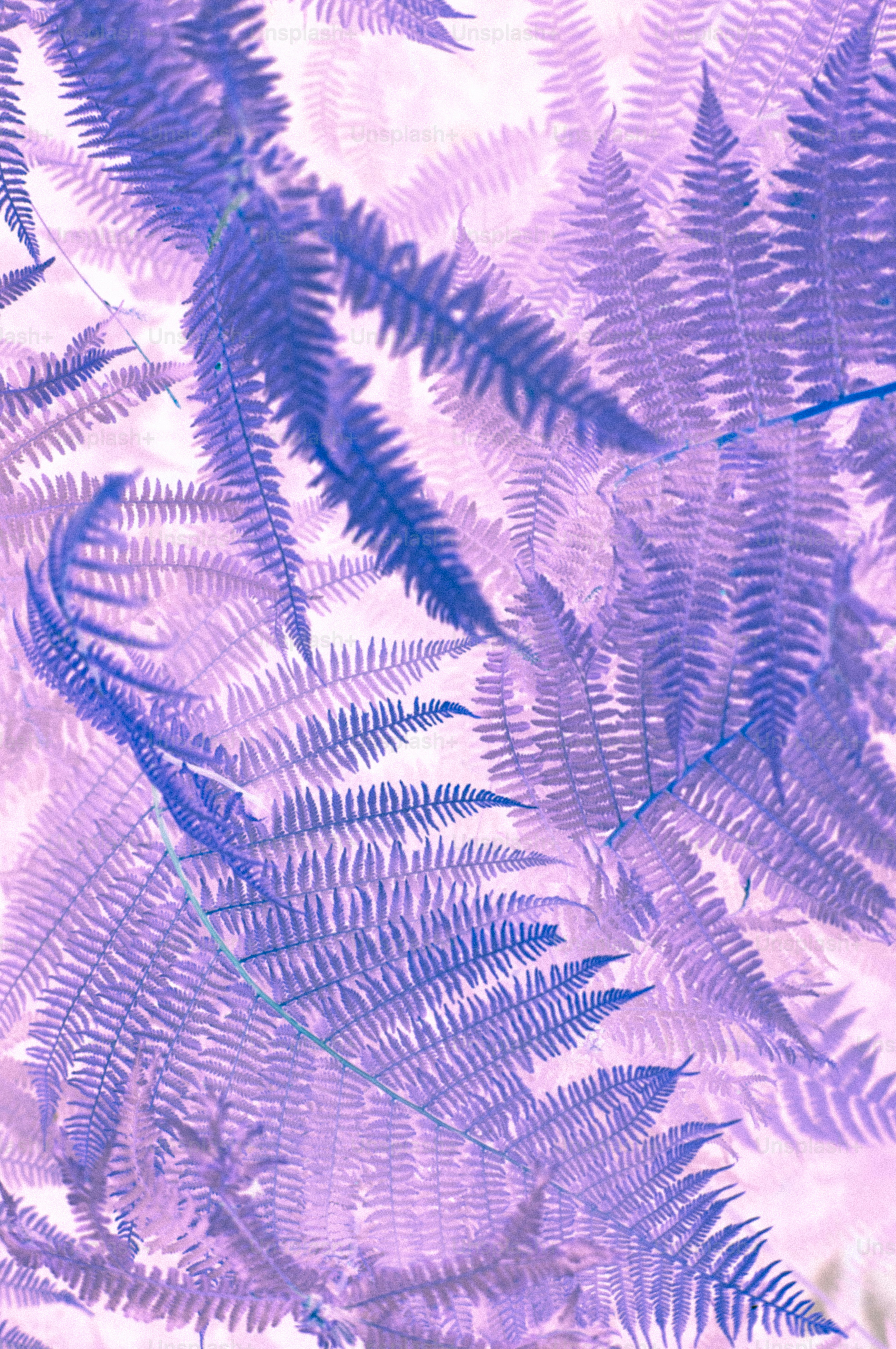 Purple and blue fern leaves creating an abstract pattern