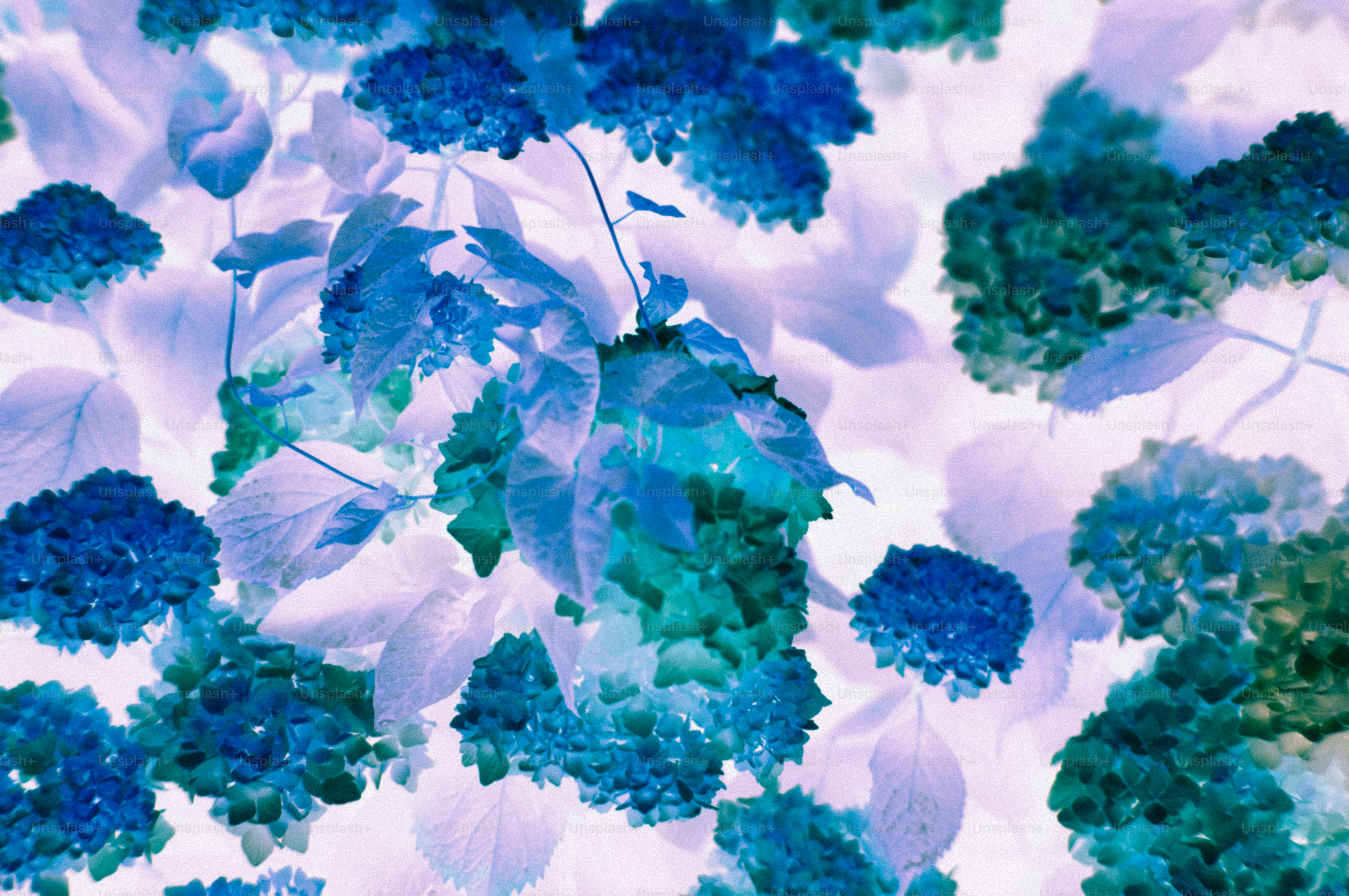 Blue and green inverted hydrangea flowers and leaves