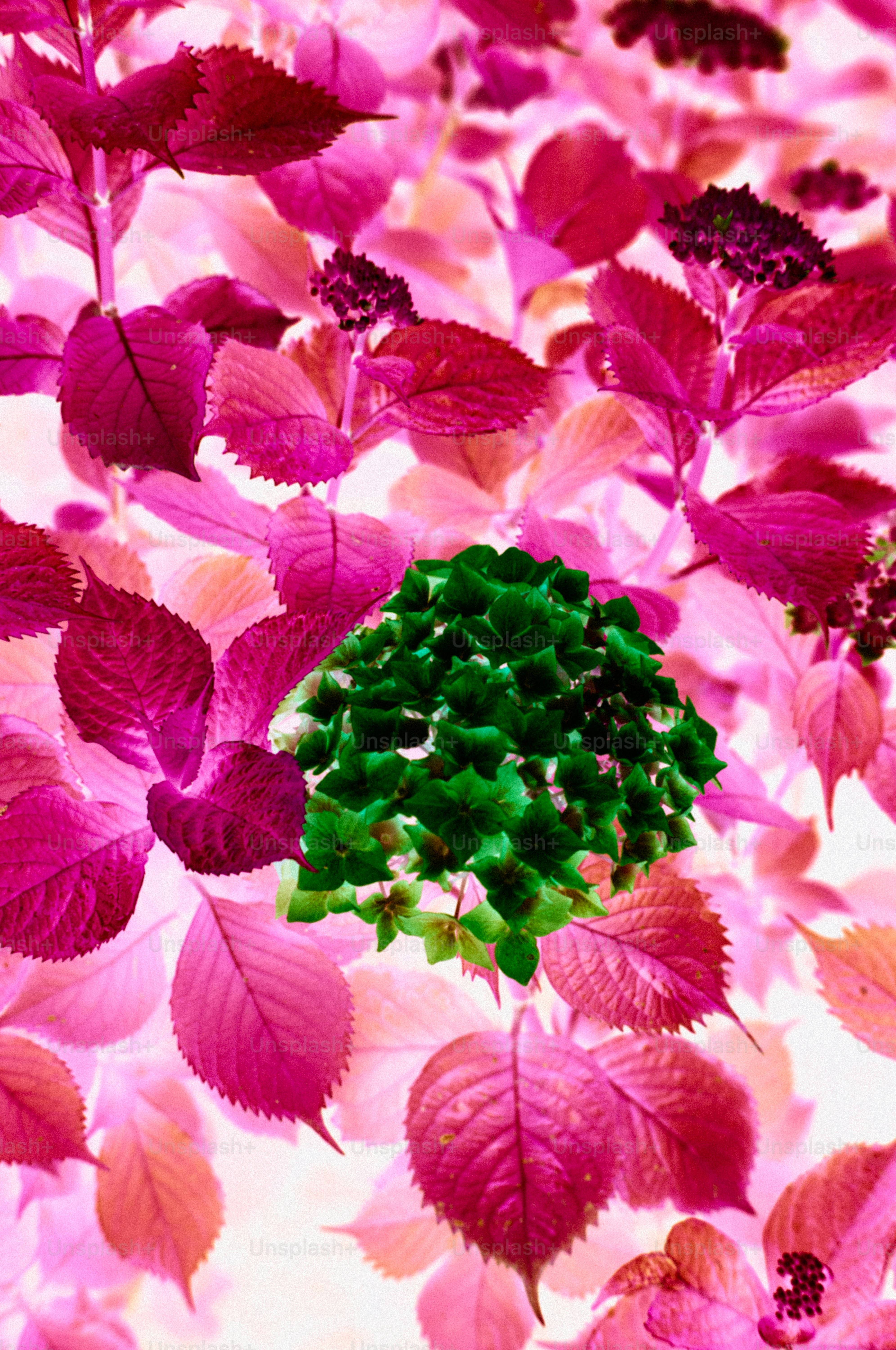 Vibrant green plant surrounded by magenta foliage