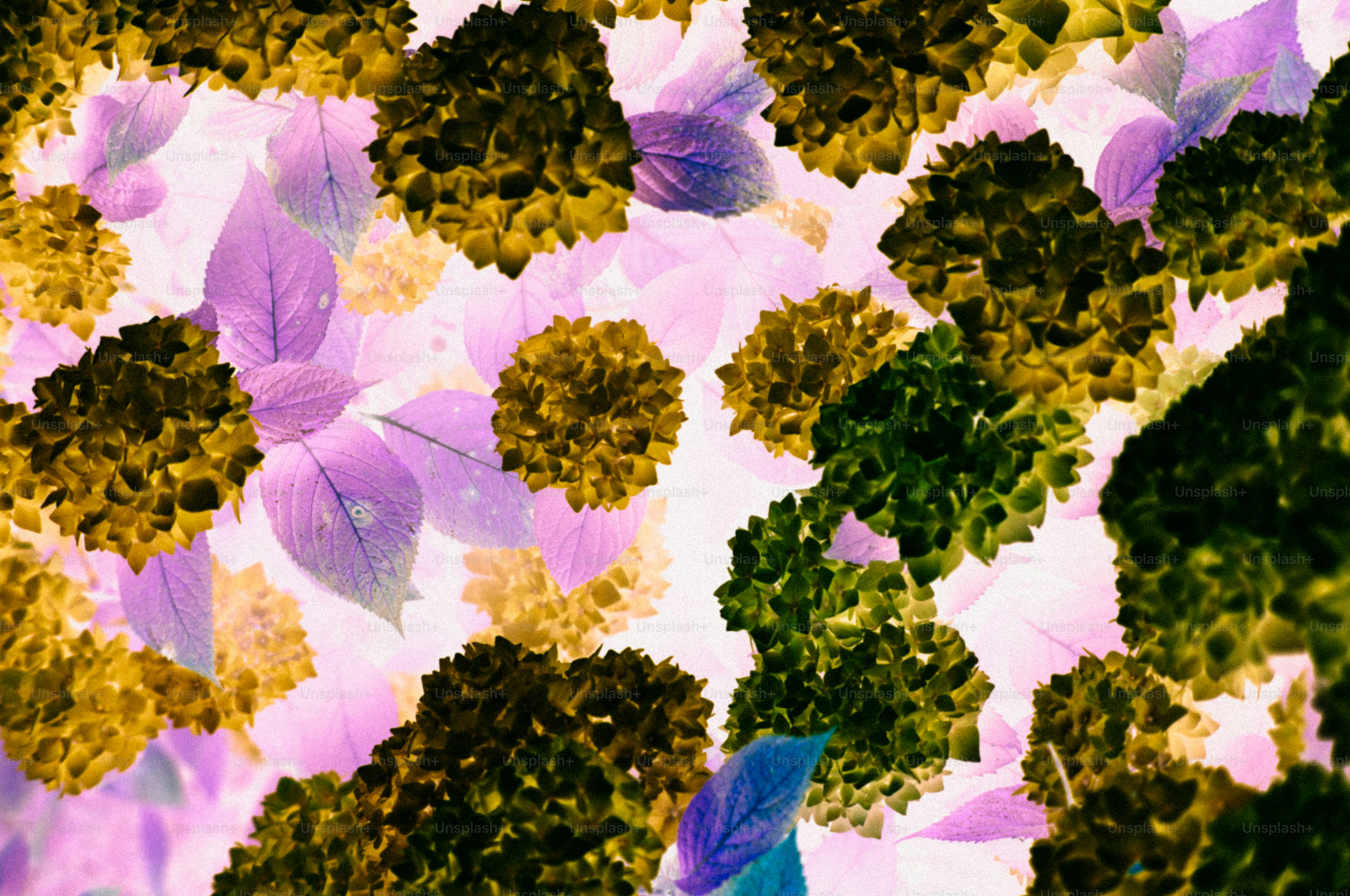 Inverted color leaves and textured plant forms