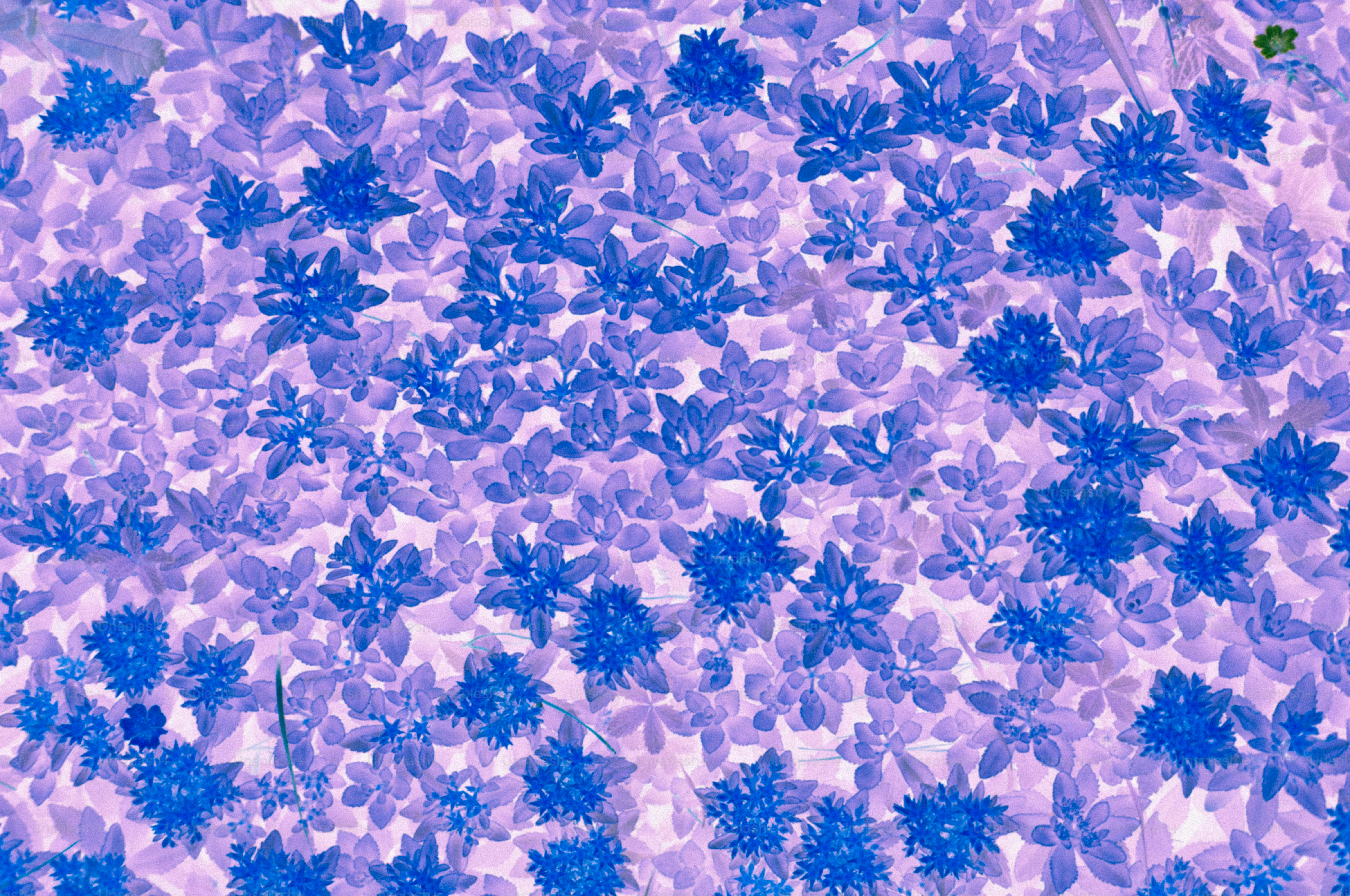 Vibrant blue and purple plant pattern
