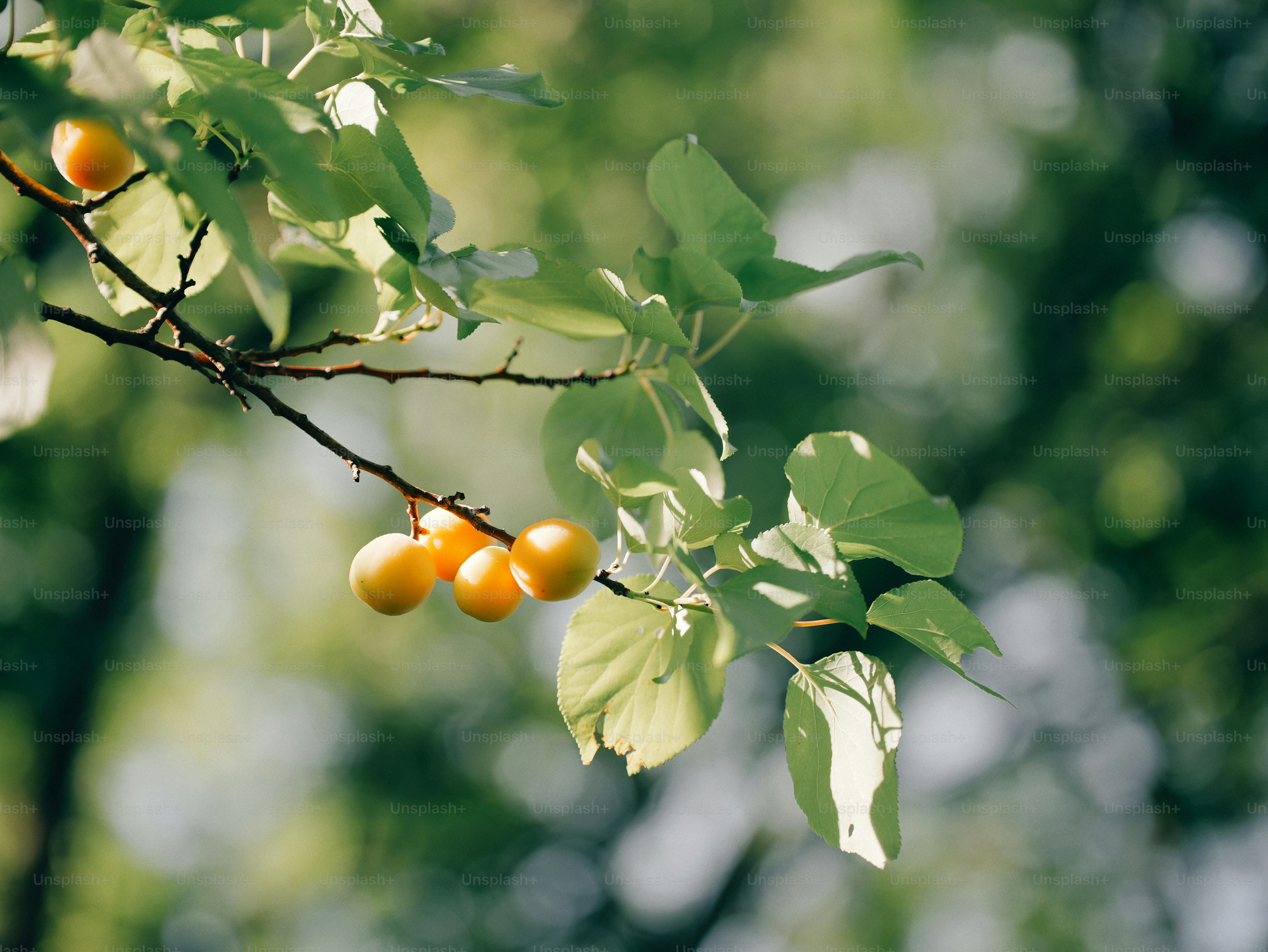 Ripe plums hang from sunlit branch, green foliage
