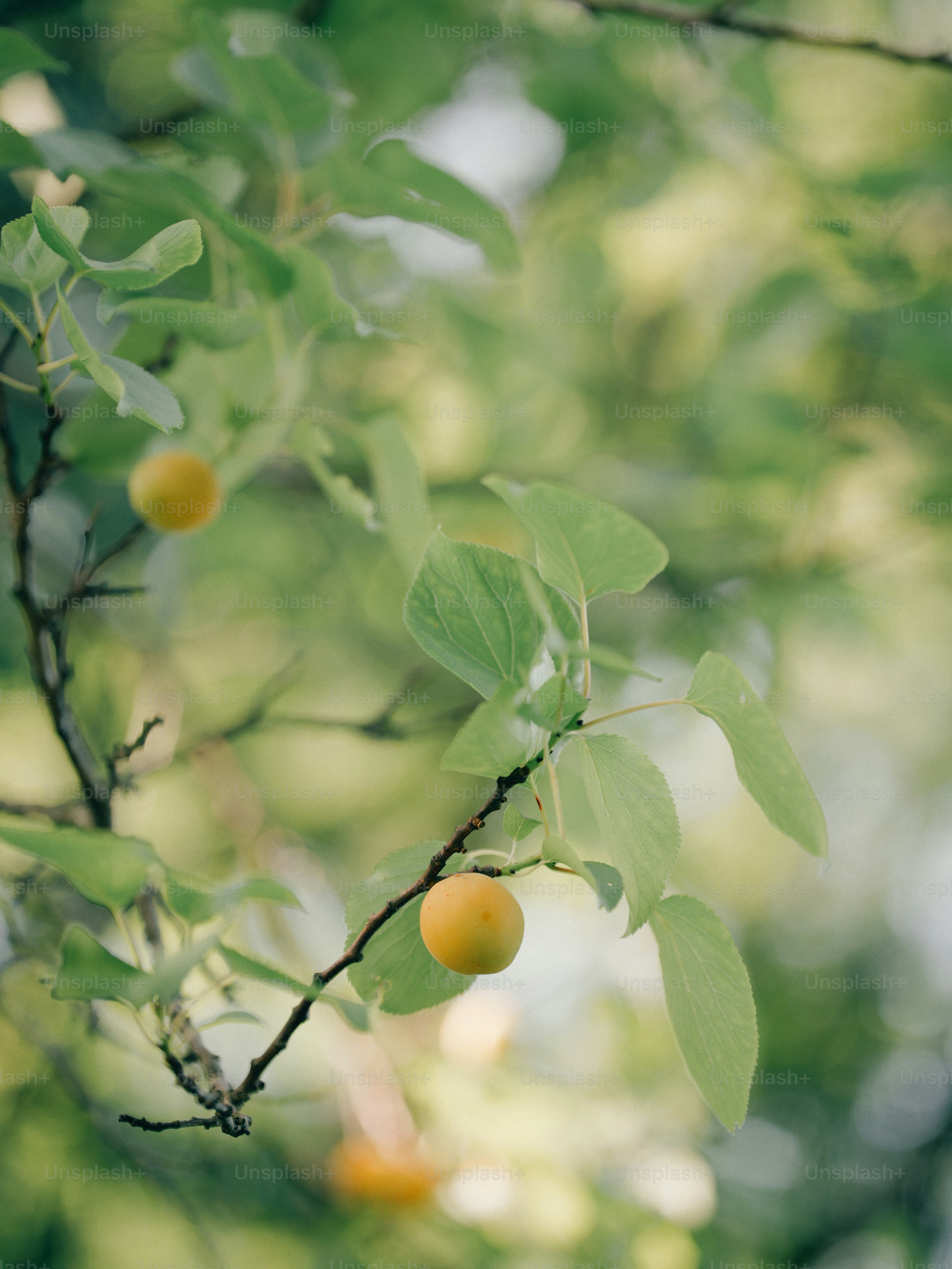 Yellow plums on branch amidst soft green foliage