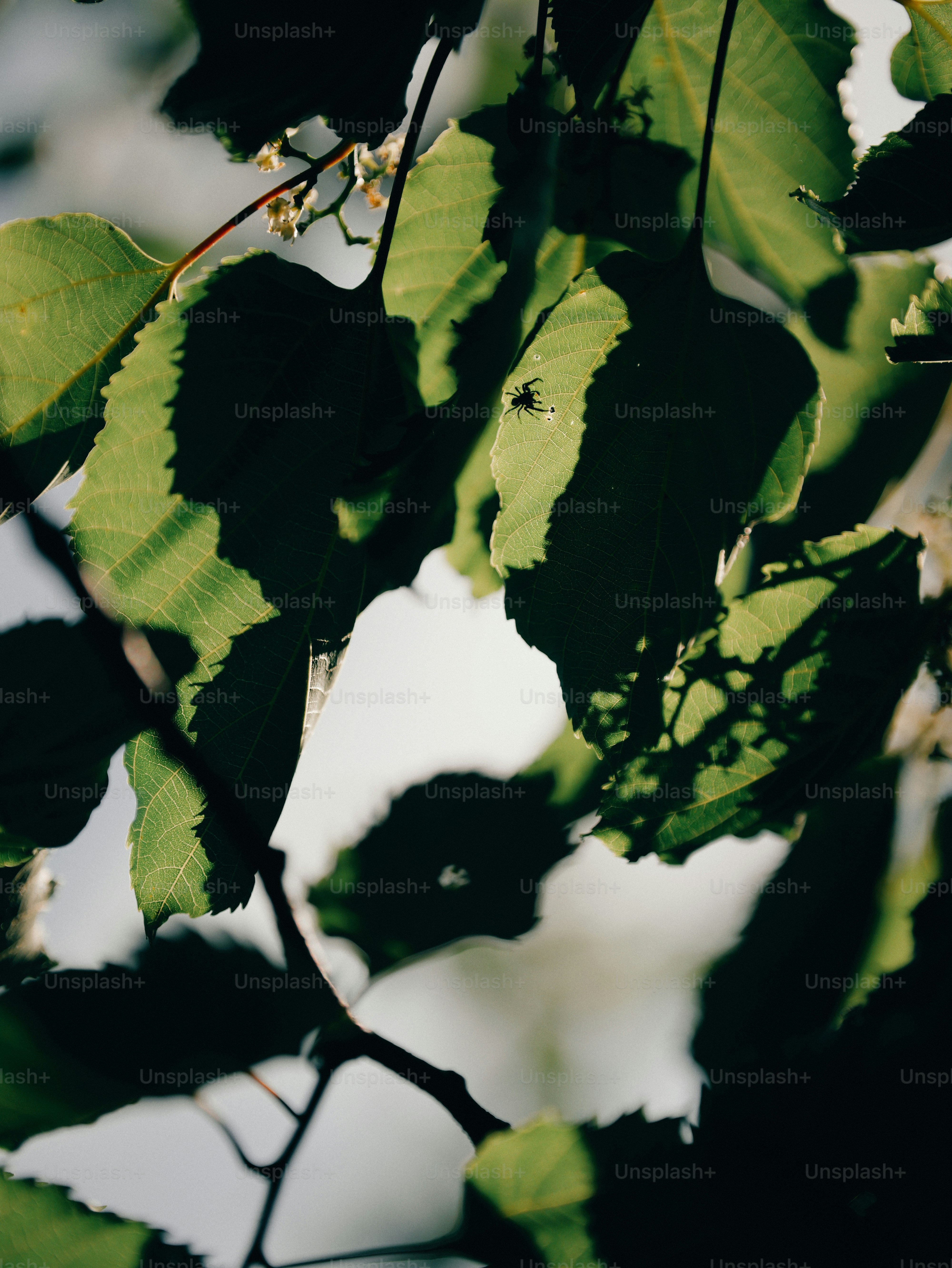 Silhouetted insect on sunlit green foliage