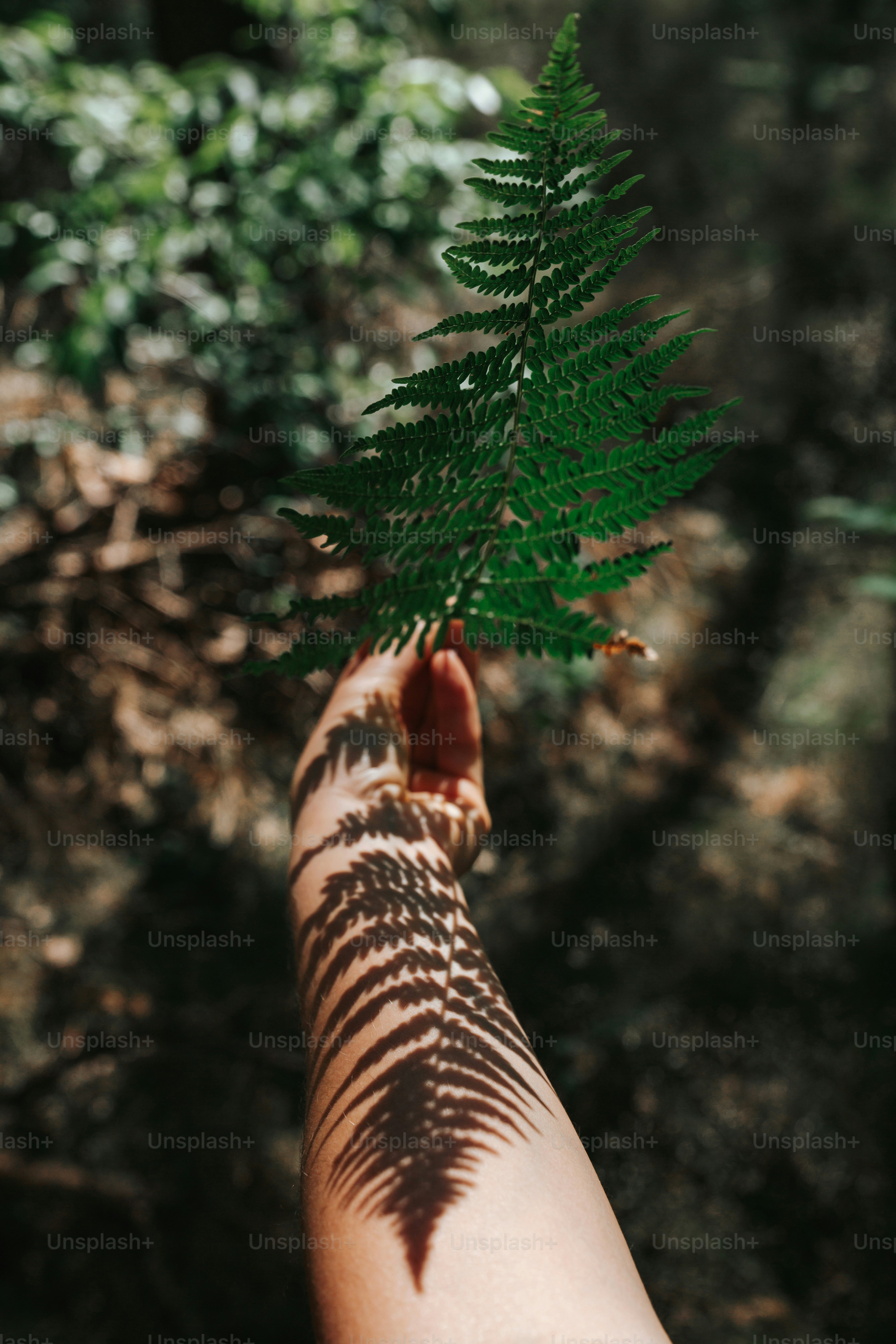 Hand holding fern leaf with shadow on arm