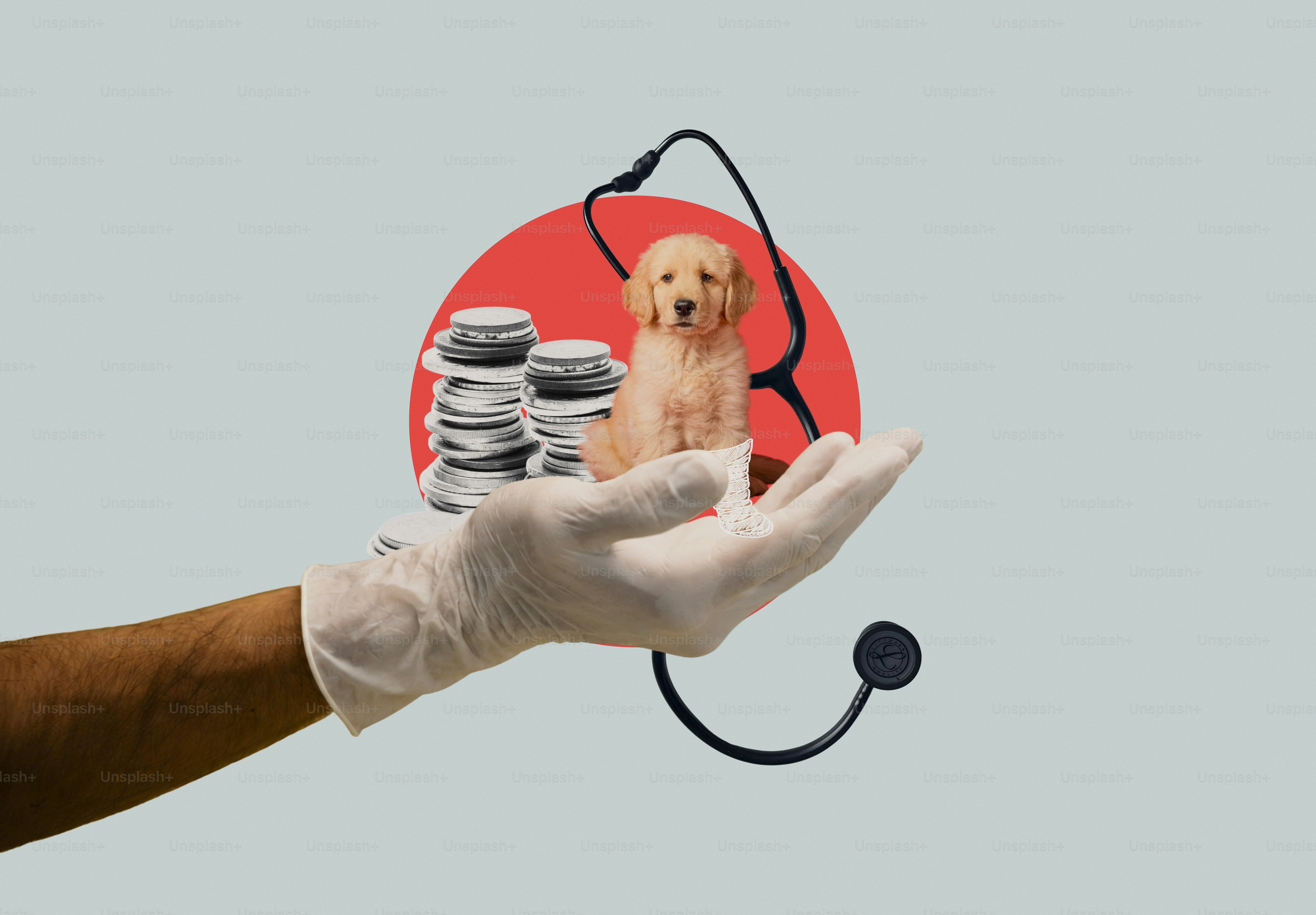 Gloved hand holding puppy, coins, and stethoscope