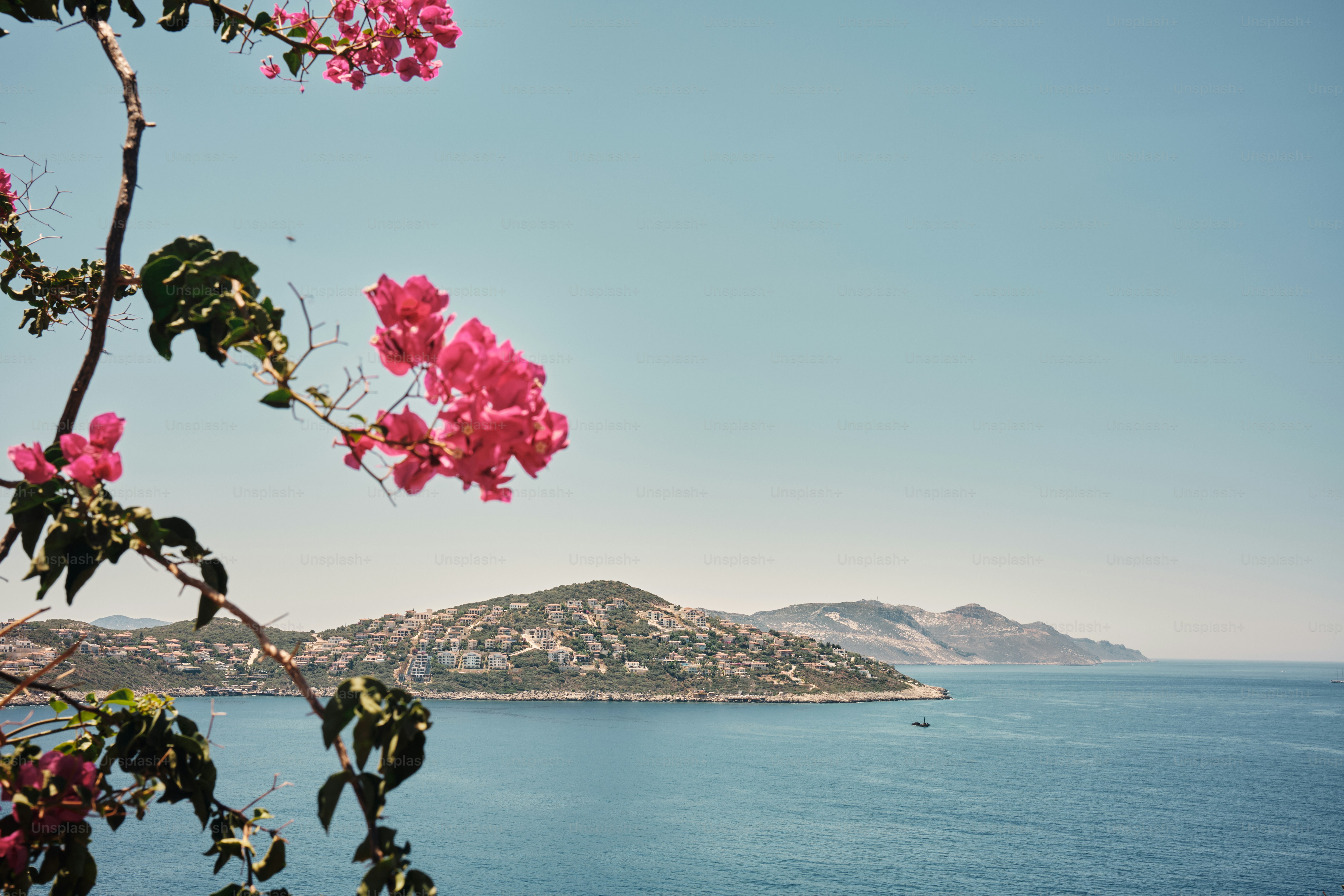 Fiori rosa vivaci incorniciano il mare blu e le colline costiere