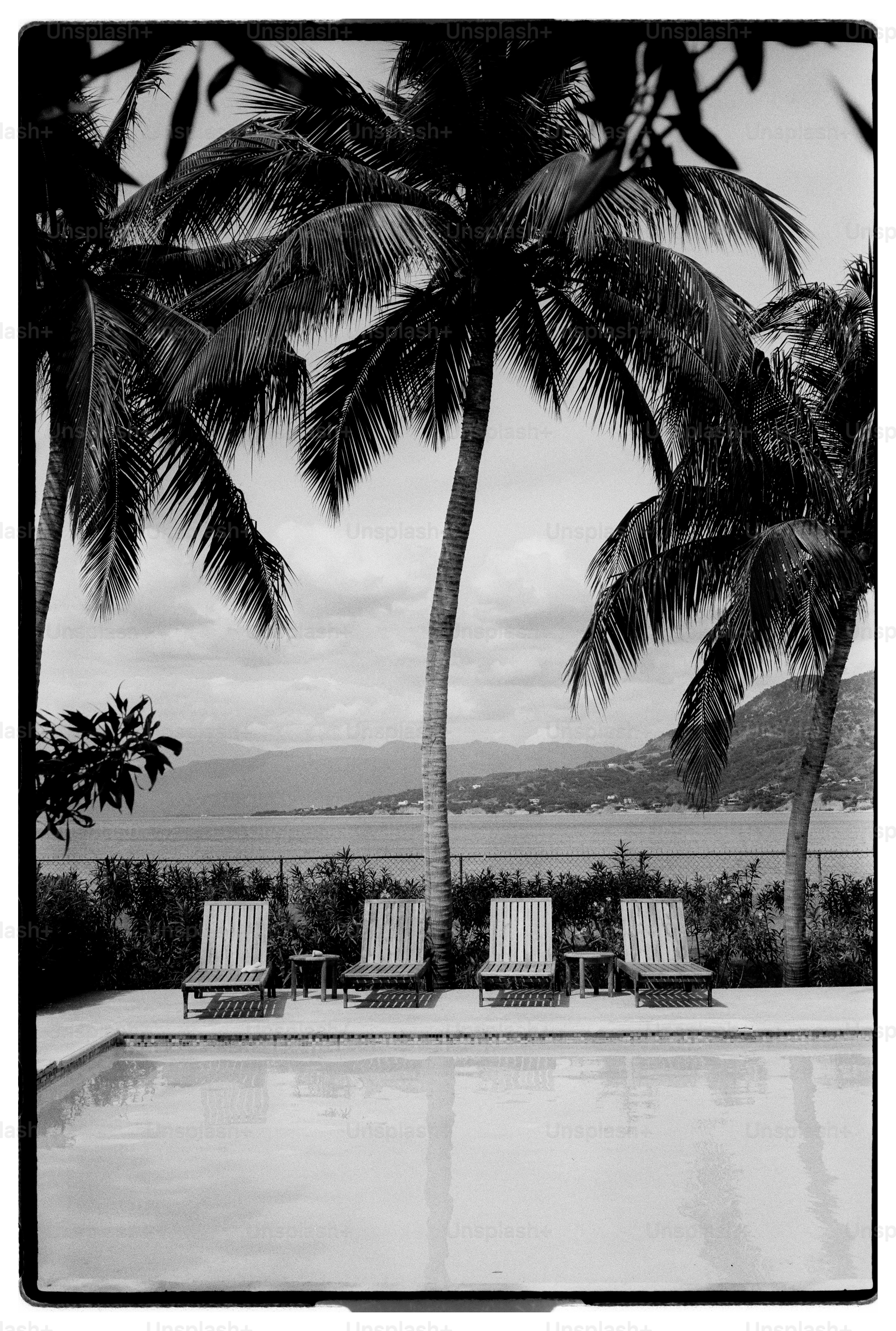 Piscina tropical preta e branca com palmeiras