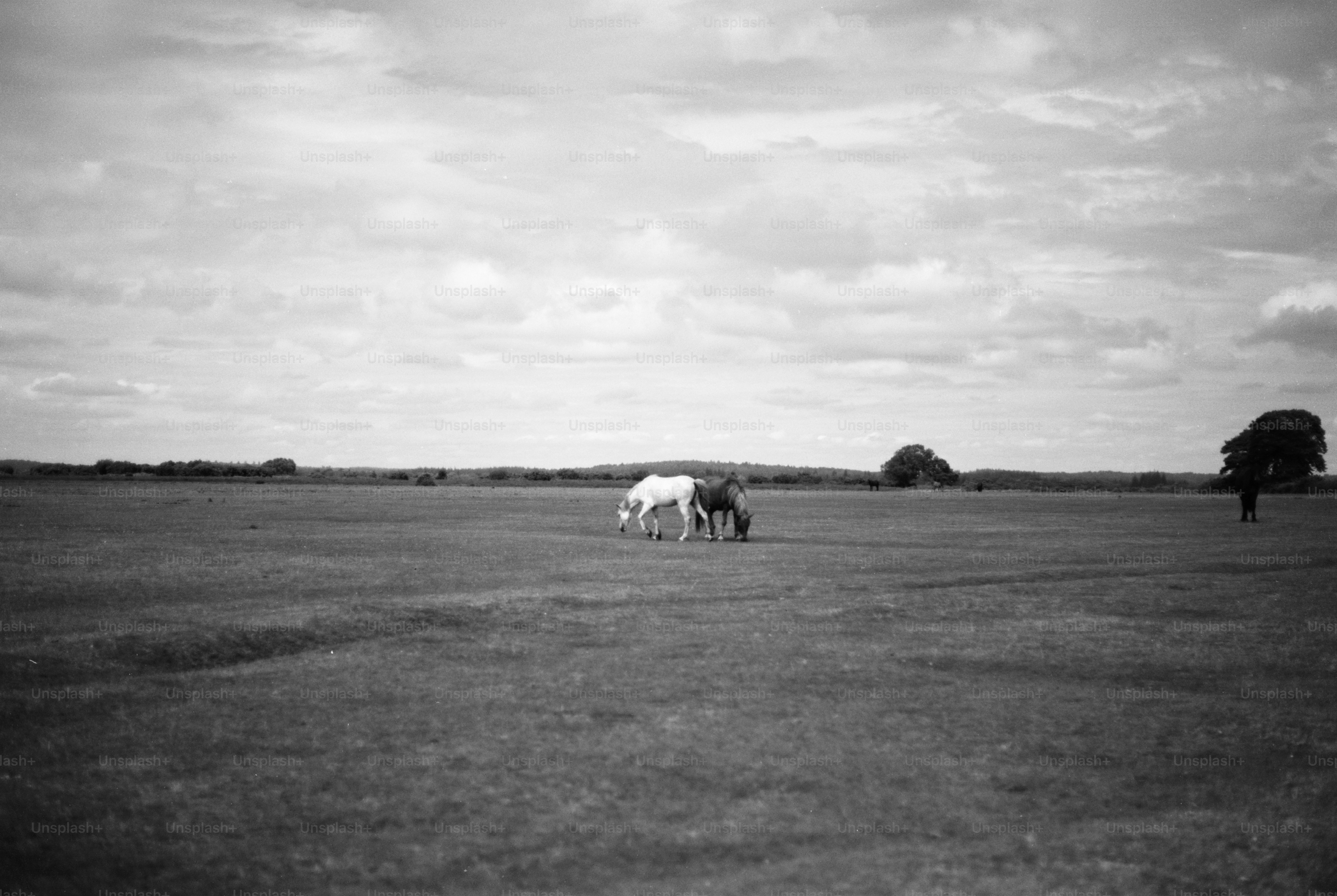 Two horses grazing in a vast grassy field photo – Animal Image on Unsplash