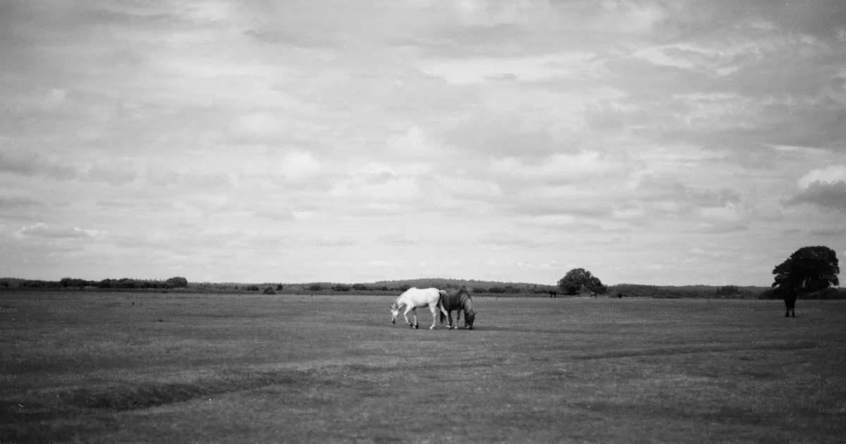 Two horses grazing in a vast grassy field photo – Animal Image on Unsplash