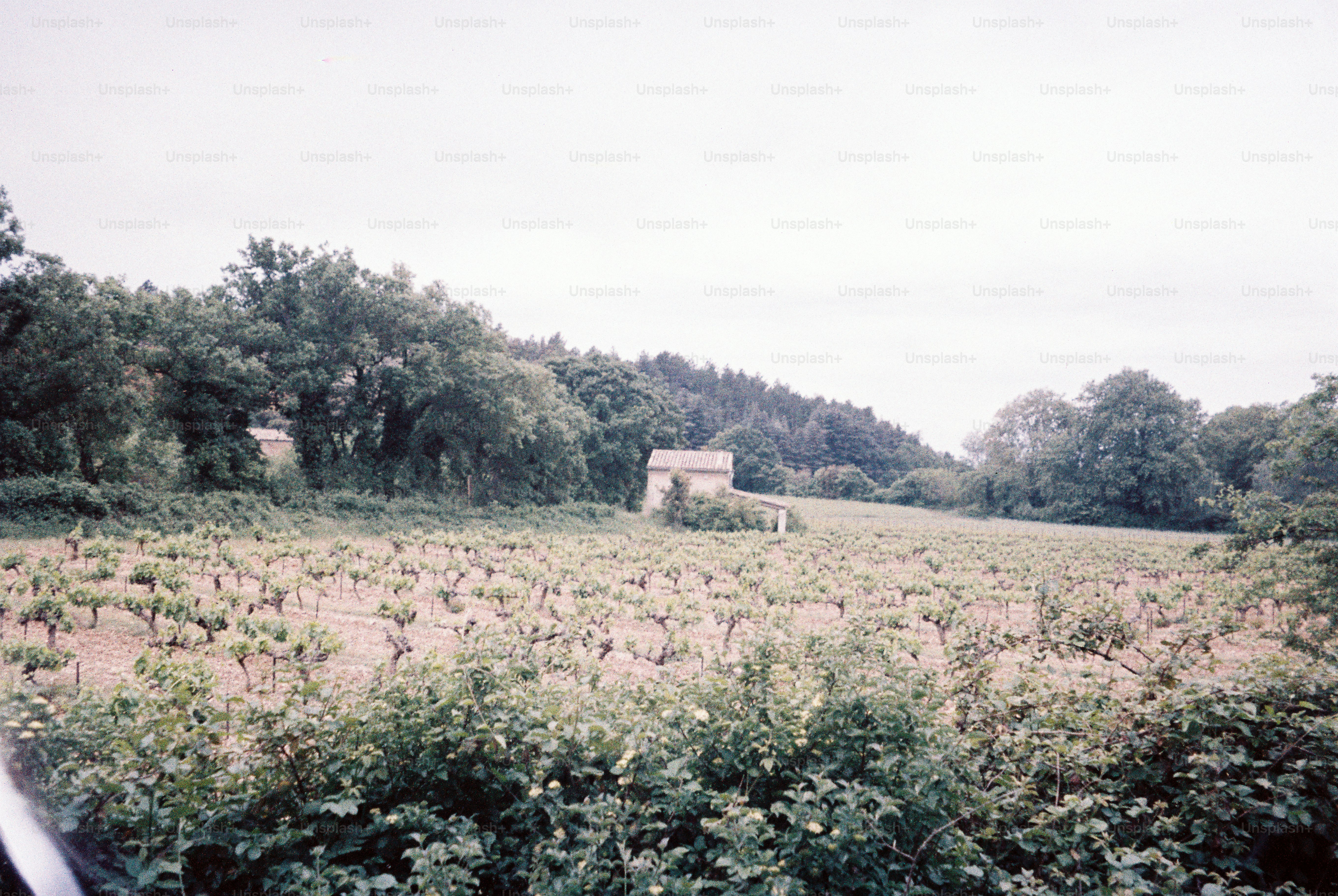 Vineyard with a small building surrounded by trees