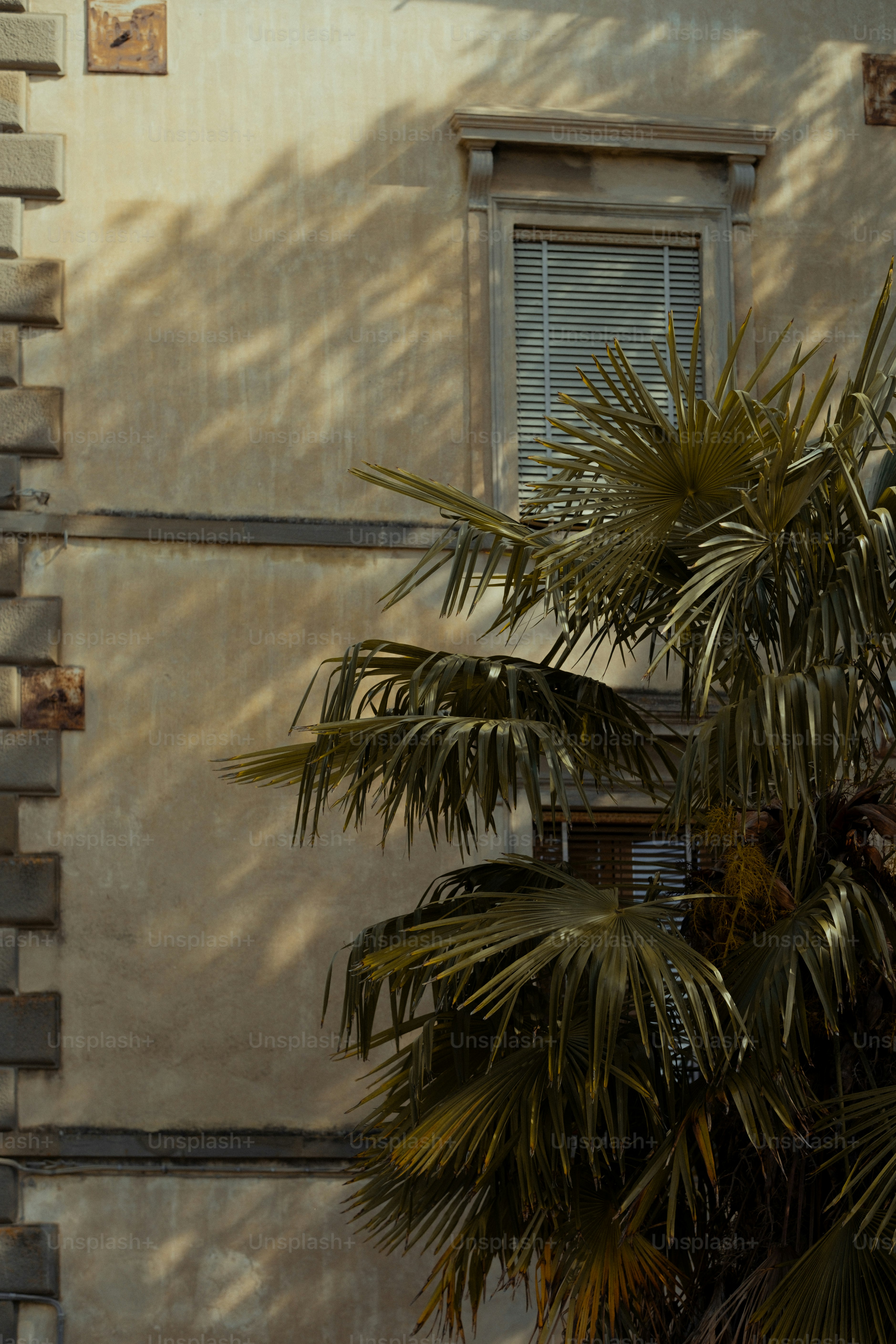 Building facade with window and palm tree shadows