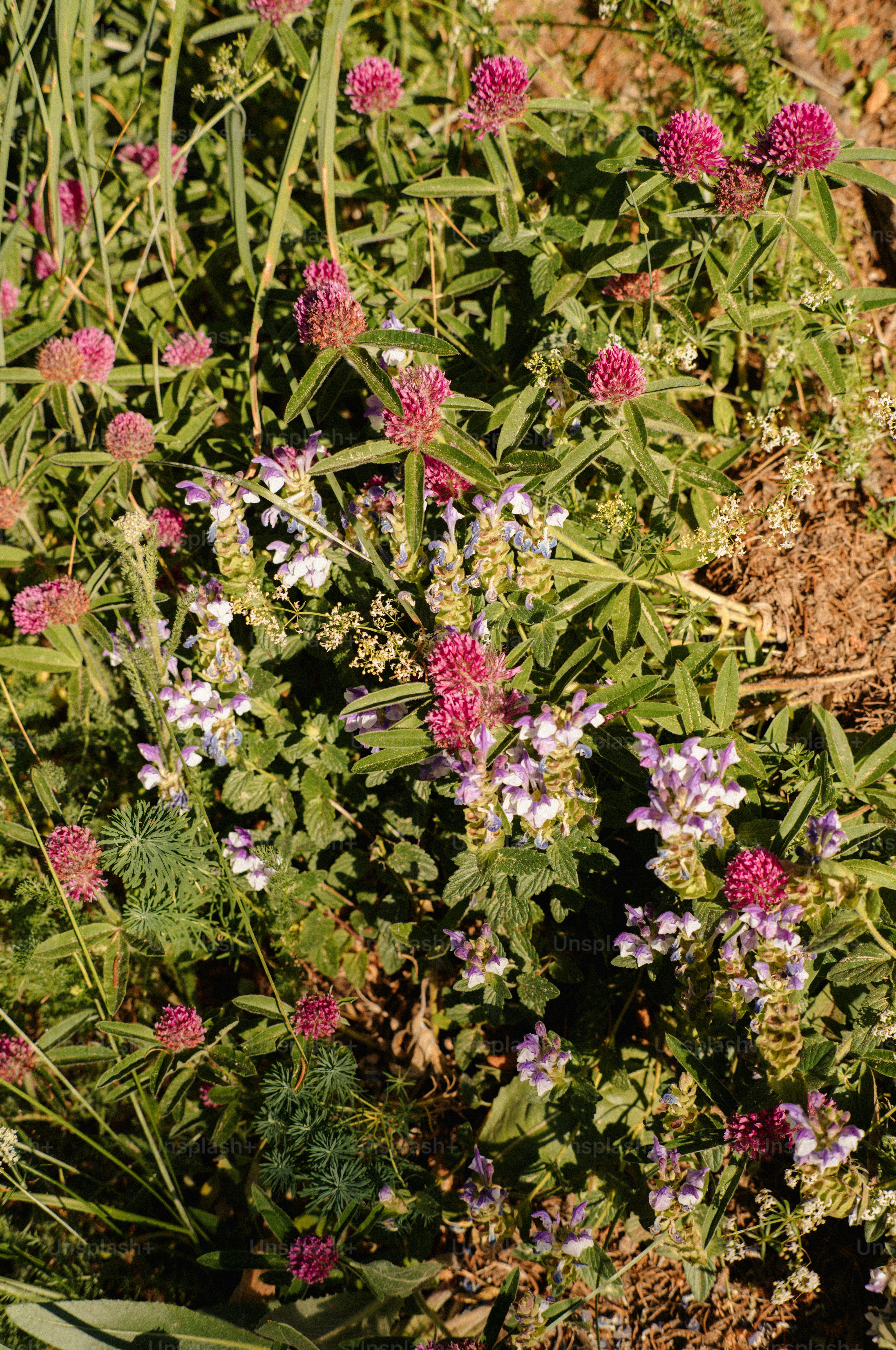 Pink and purple wildflowers blooming in green foliage