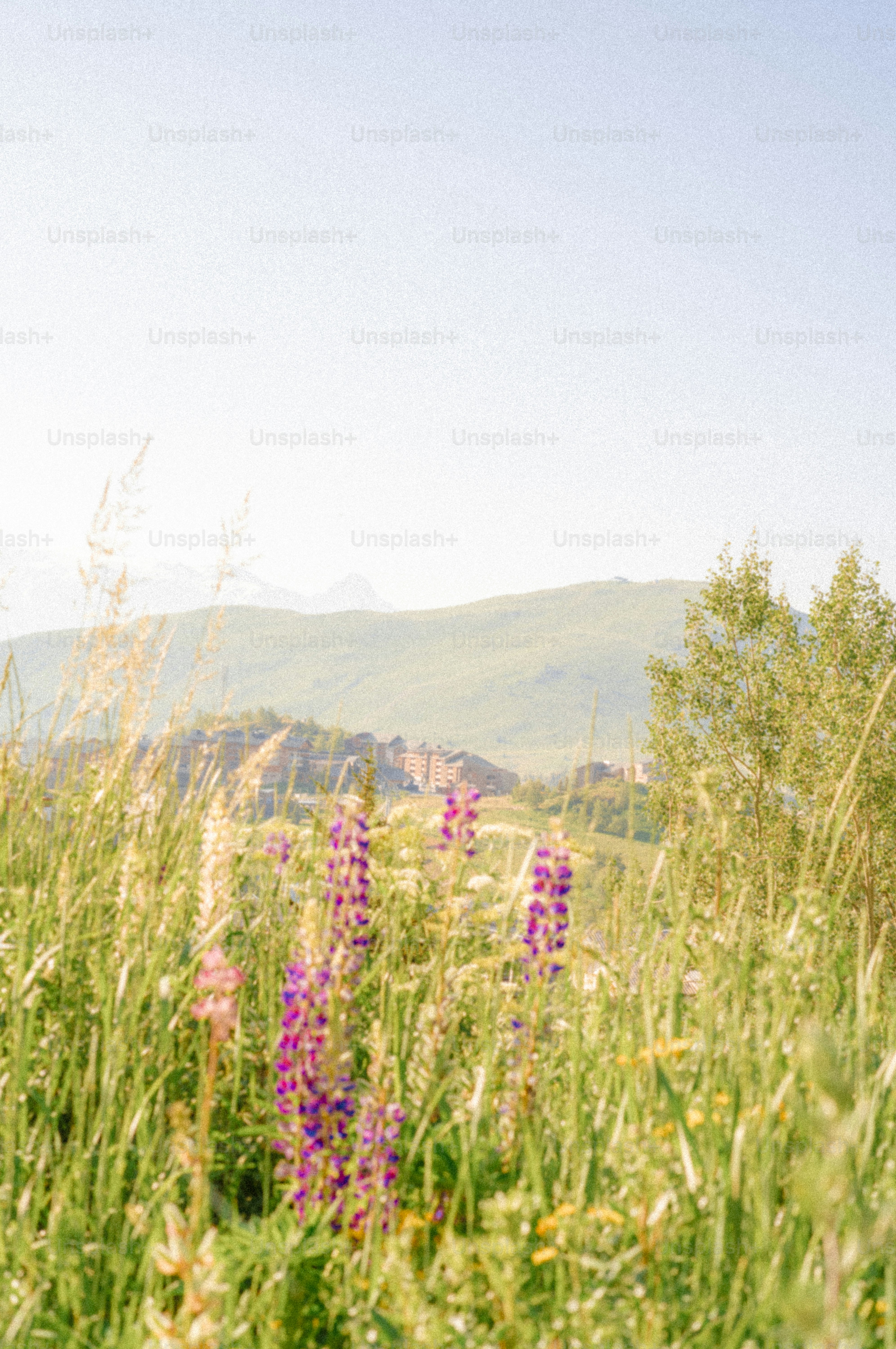Flores silvestres moradas en un campo verde con aldea lejana