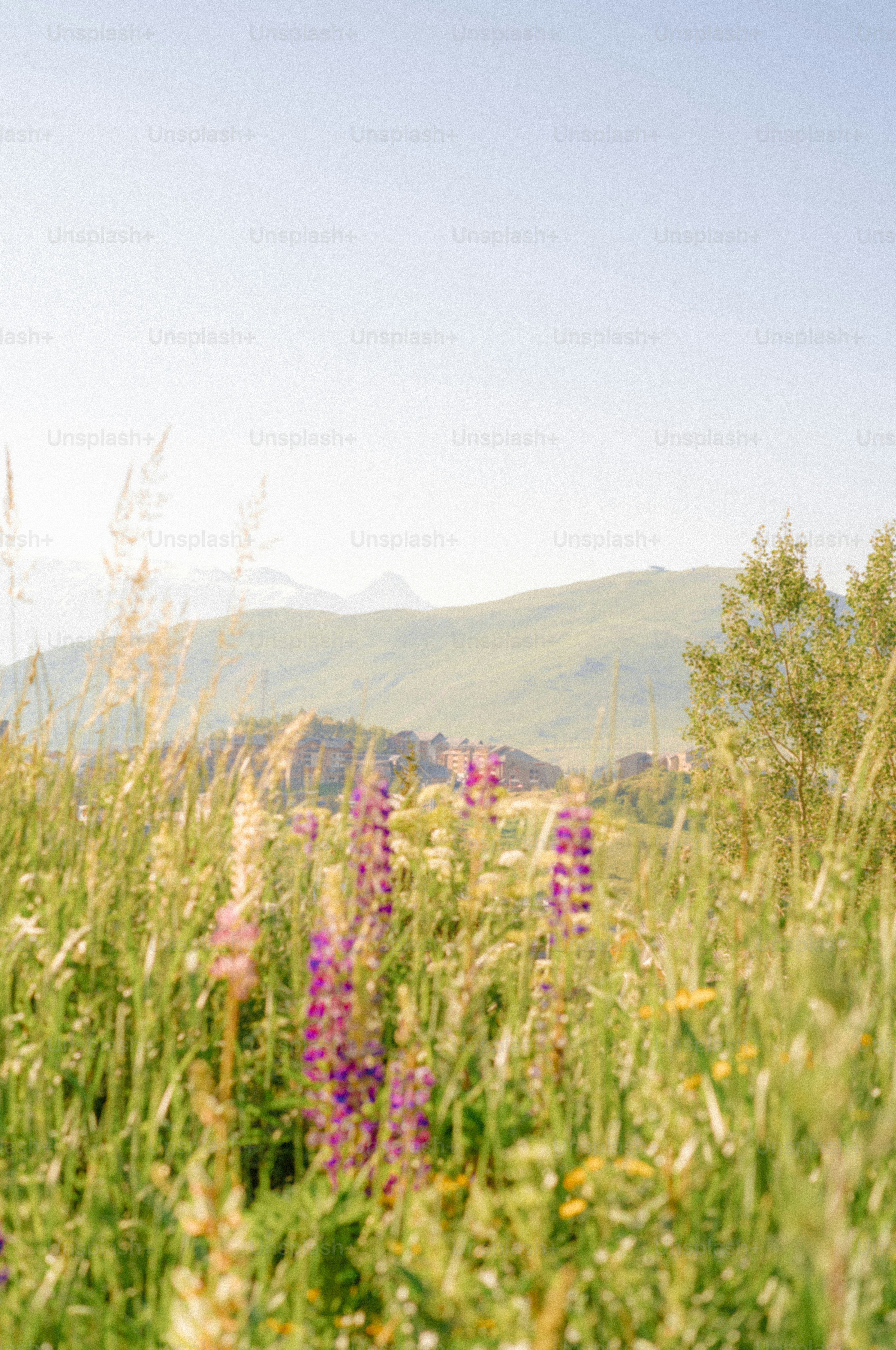Lush green field with purple lupines and mountains