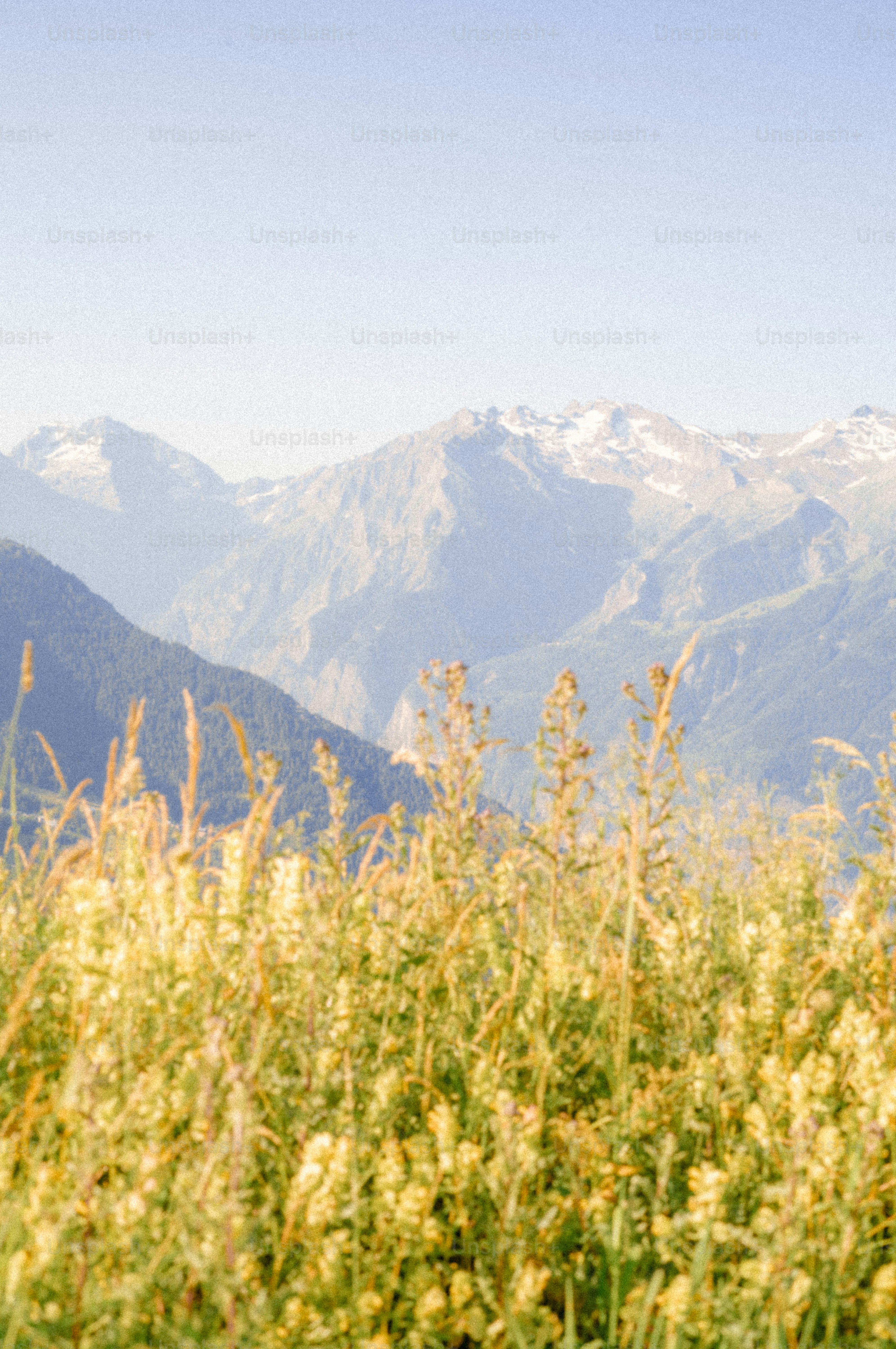 Wildflowers and grasses with distant snowy mountains