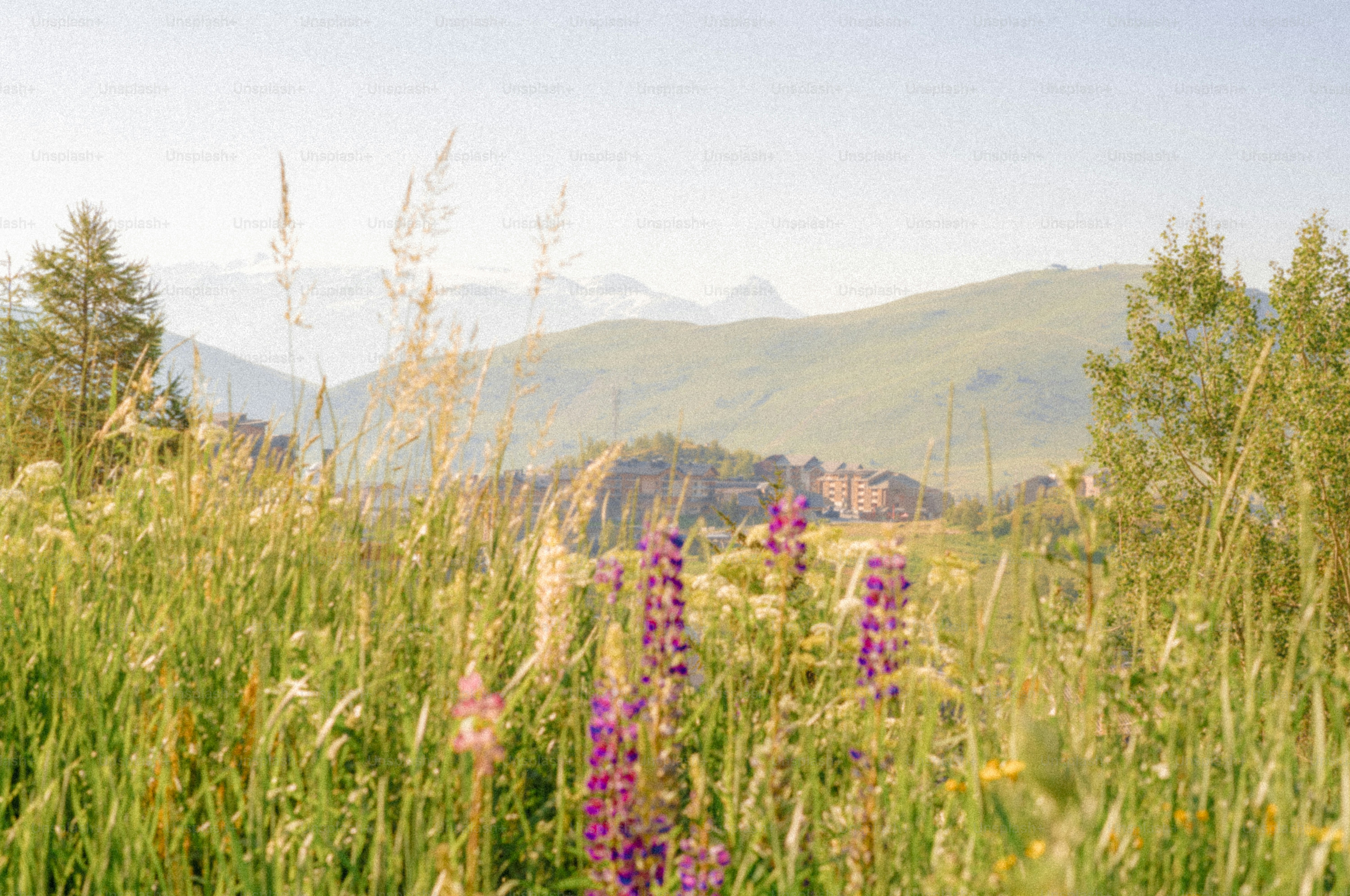 Lush green field with purple lupines and mountains