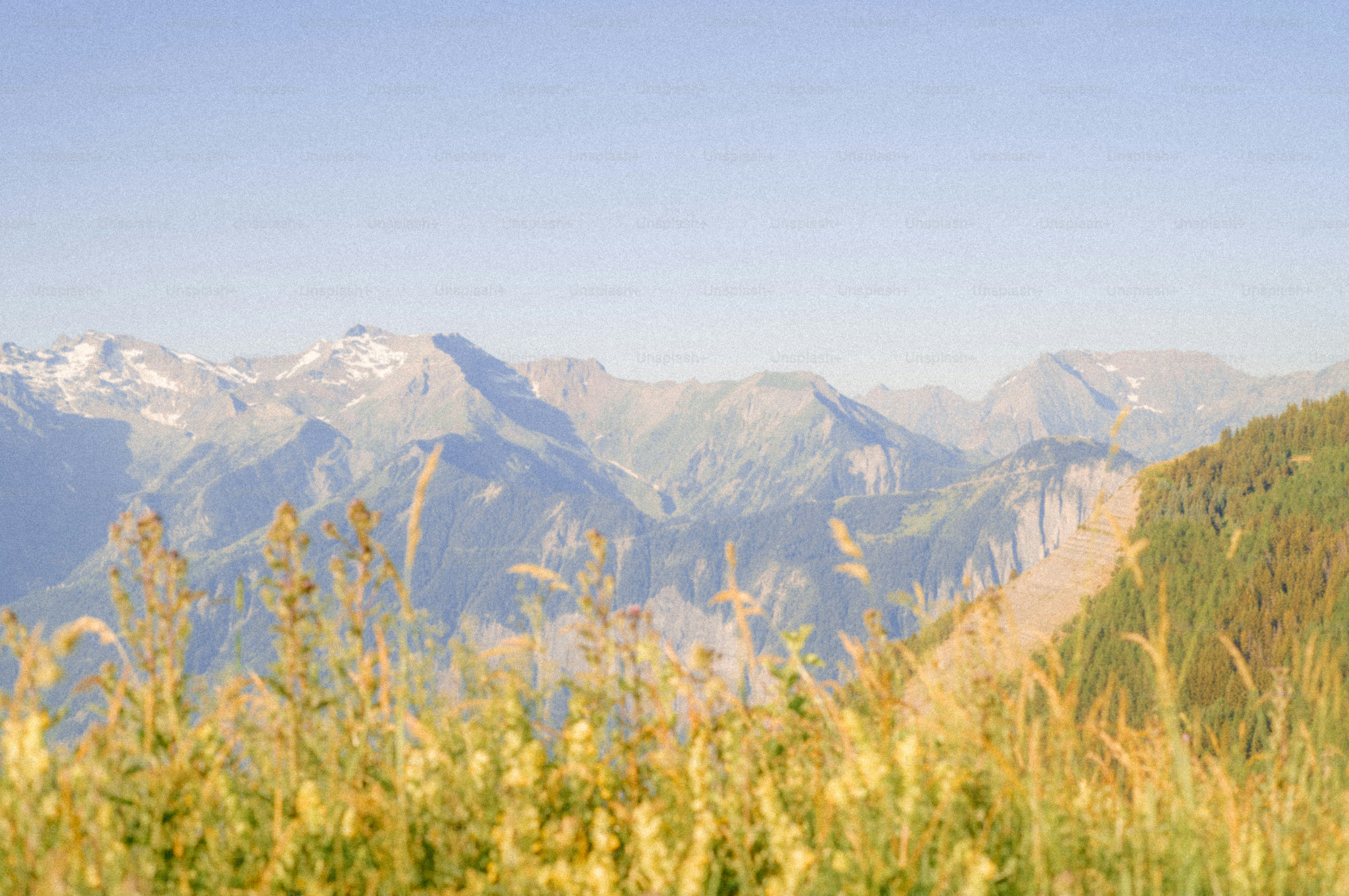 Golden grass with a mountain range under clear sky