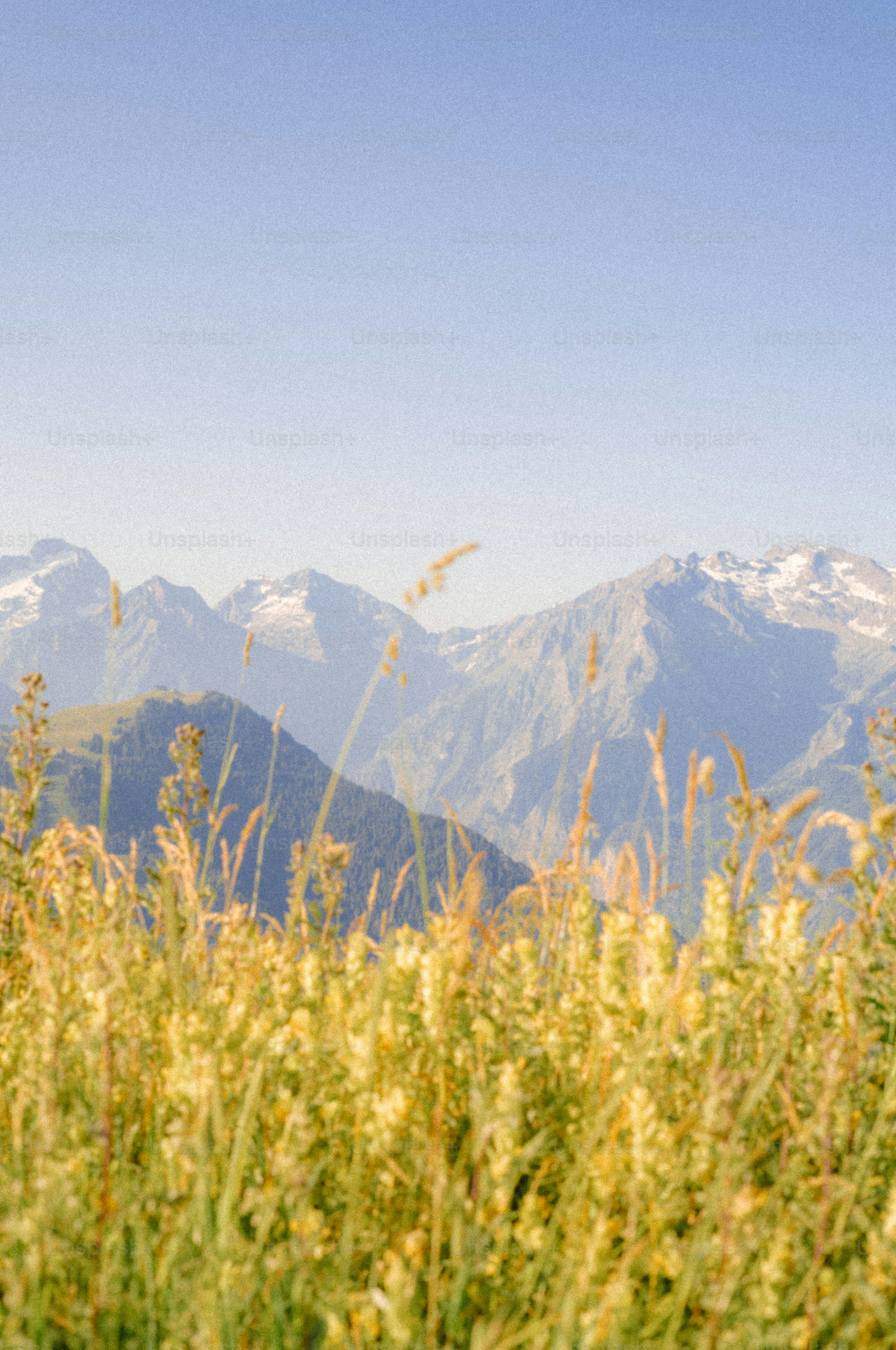 Snow-capped mountains visible behind golden grass
