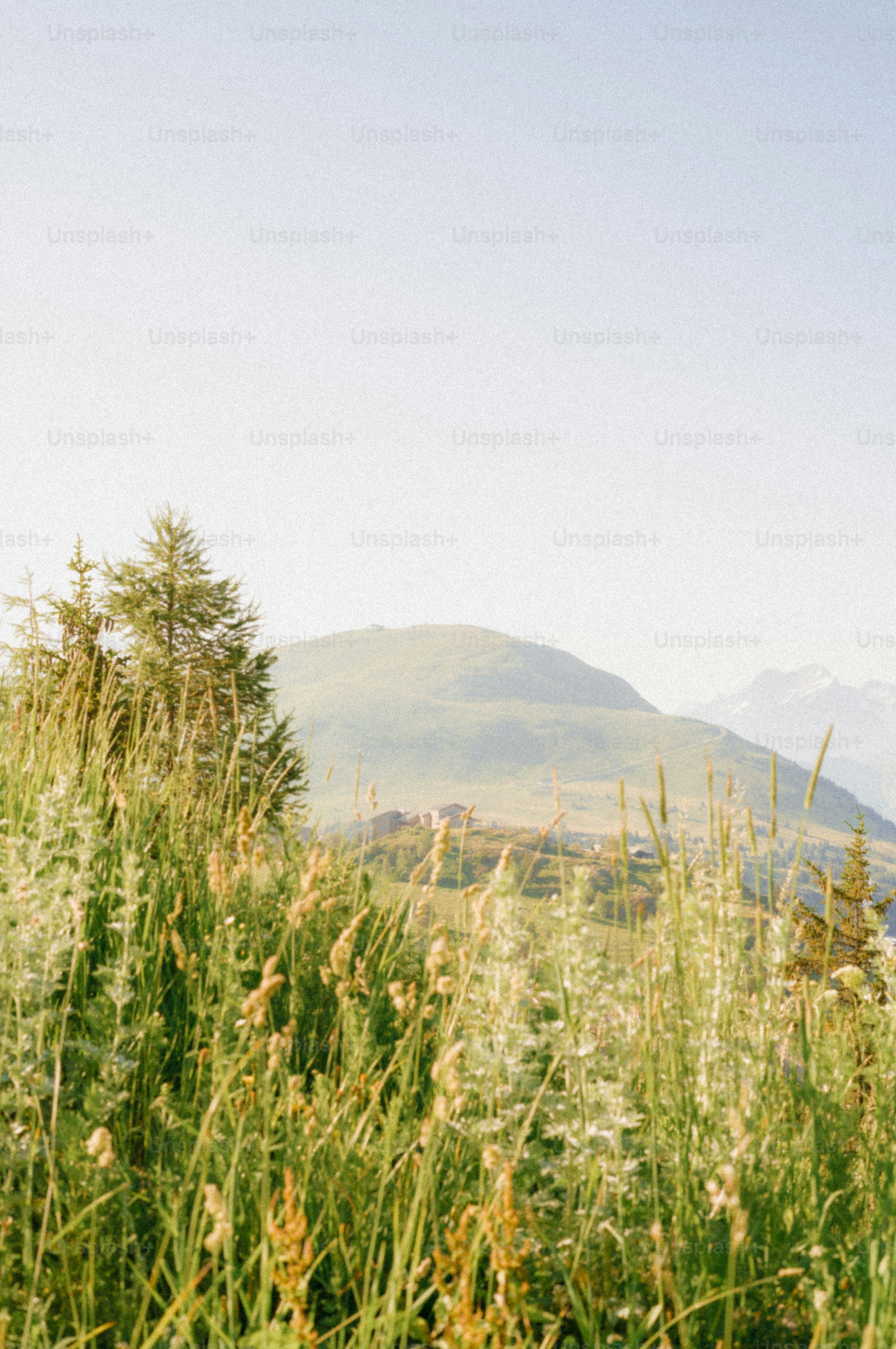 Lush tall grass with mountains under a bright sky