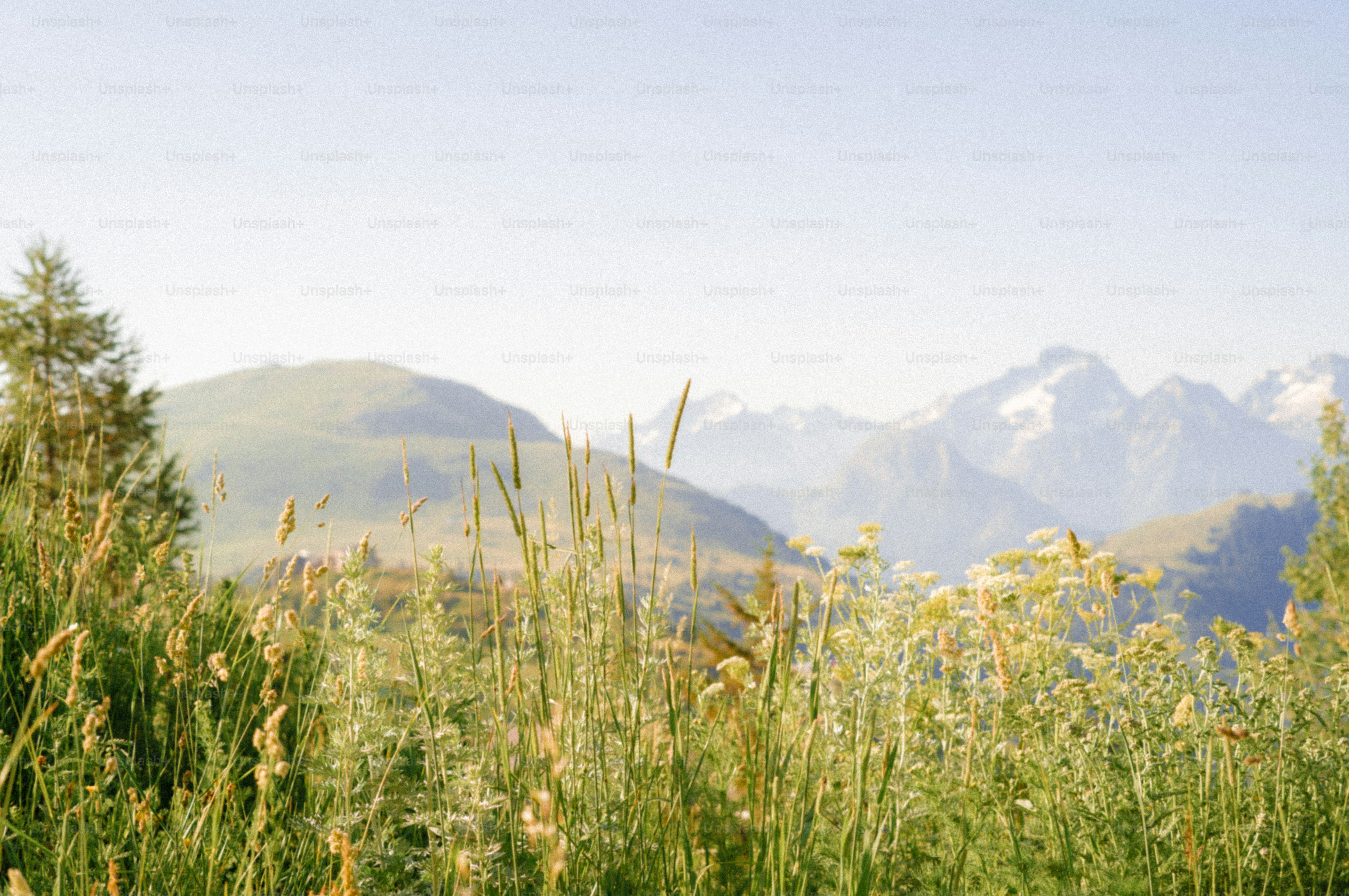 Green grasses and hazy mountain peaks under clear sky