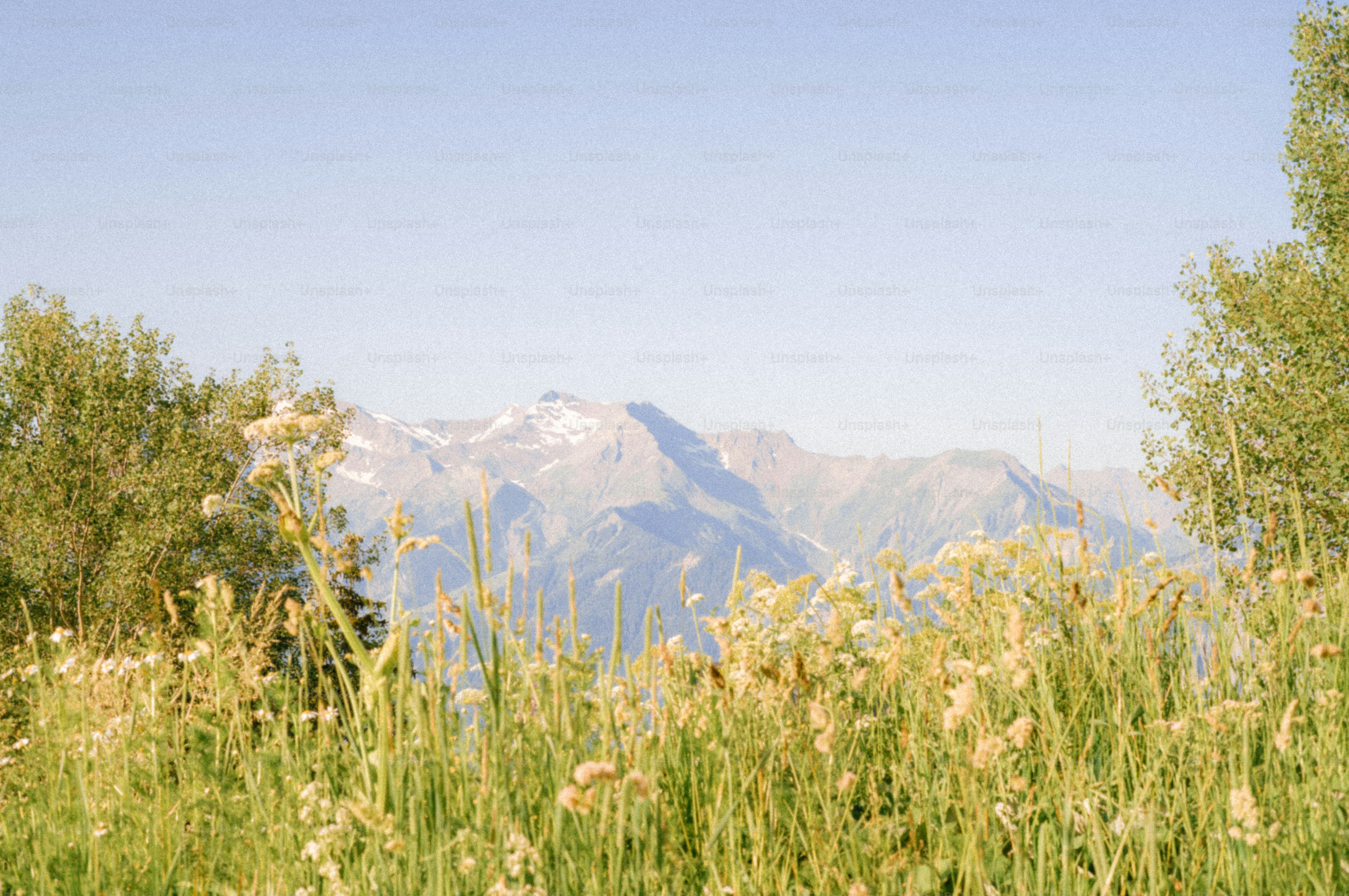 Wild grass with distant snow-capped mountains