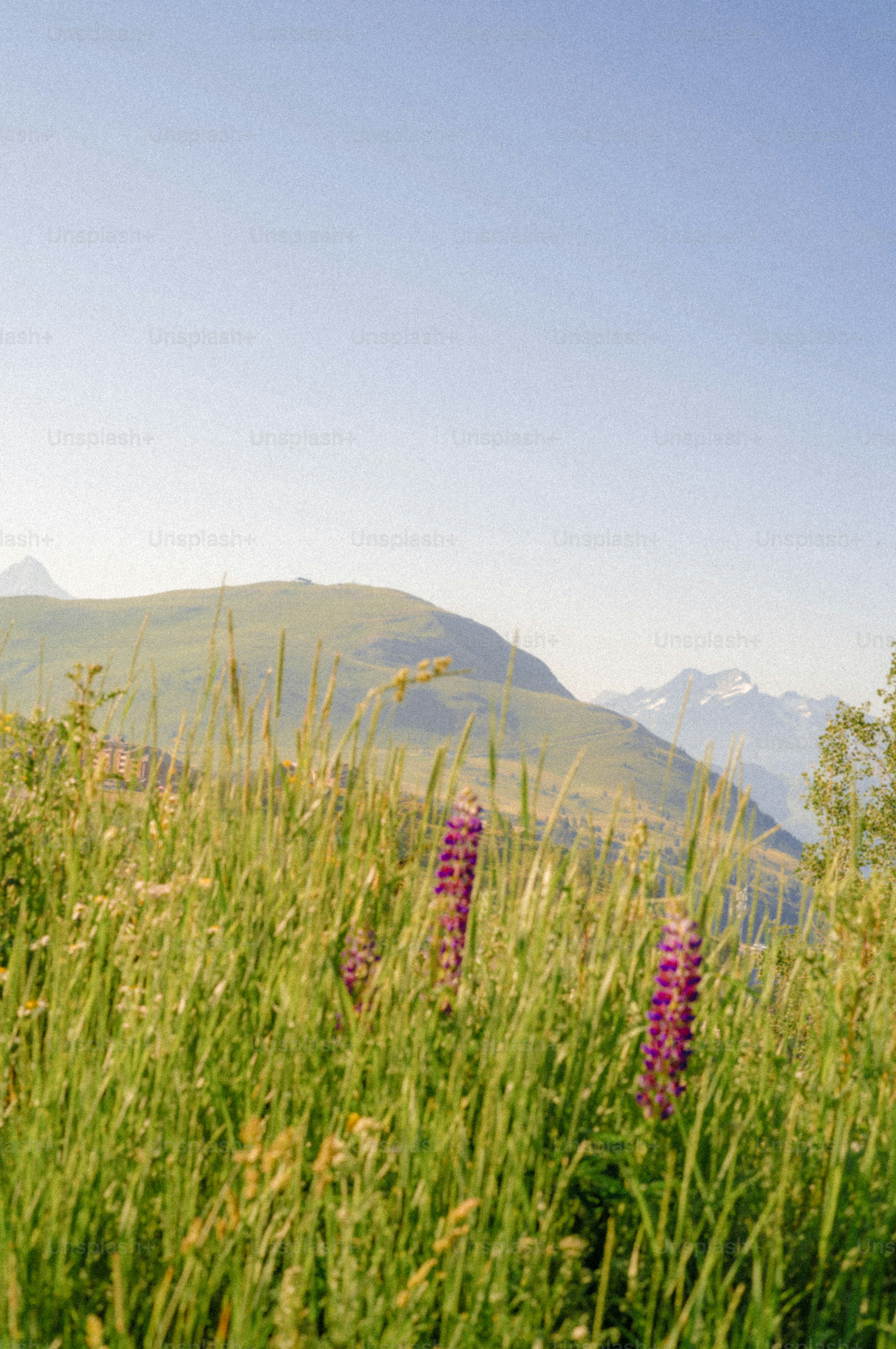 Purple flowers in tall grass with mountains
