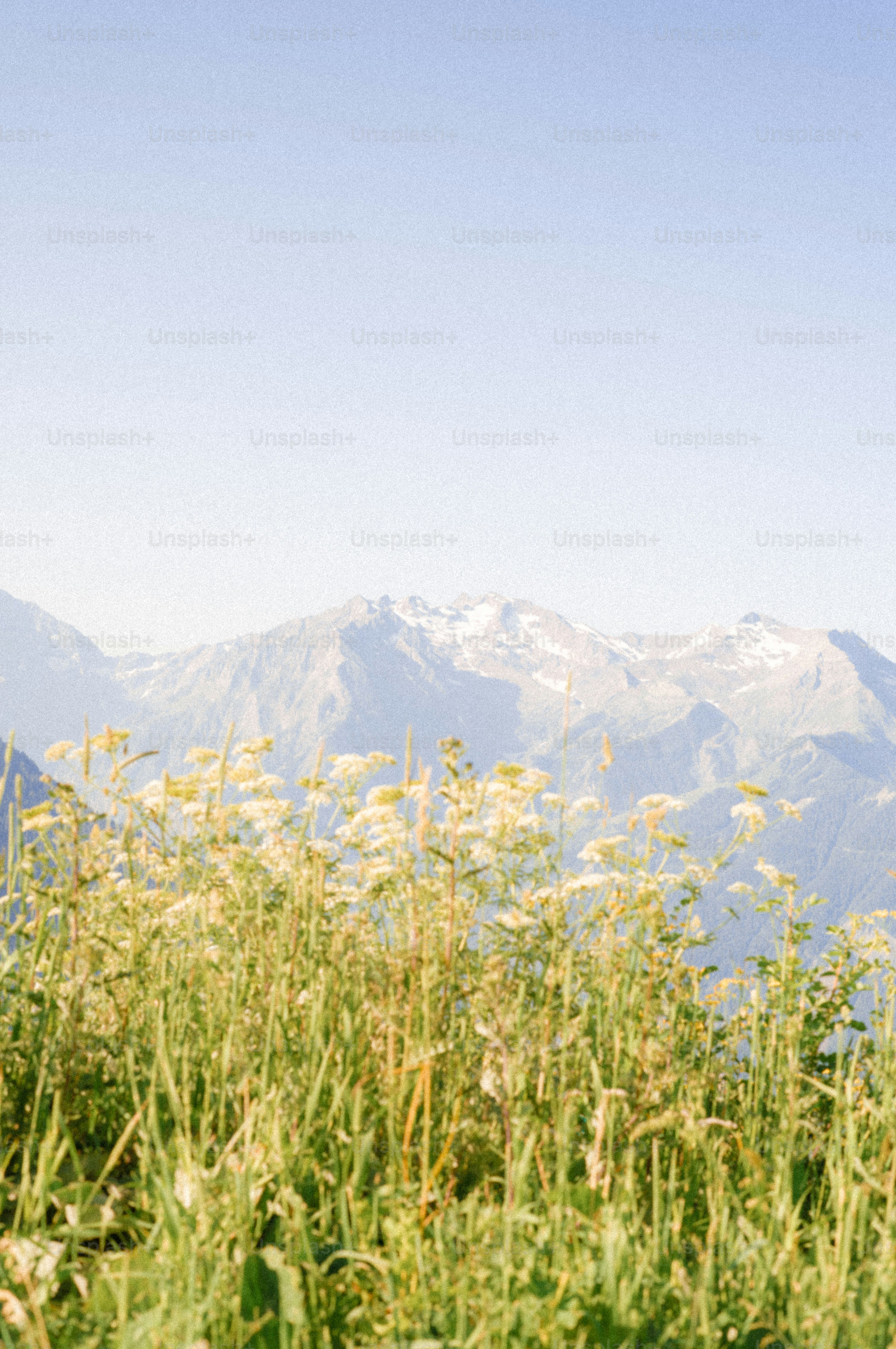Wildflowers in front of snowy mountains