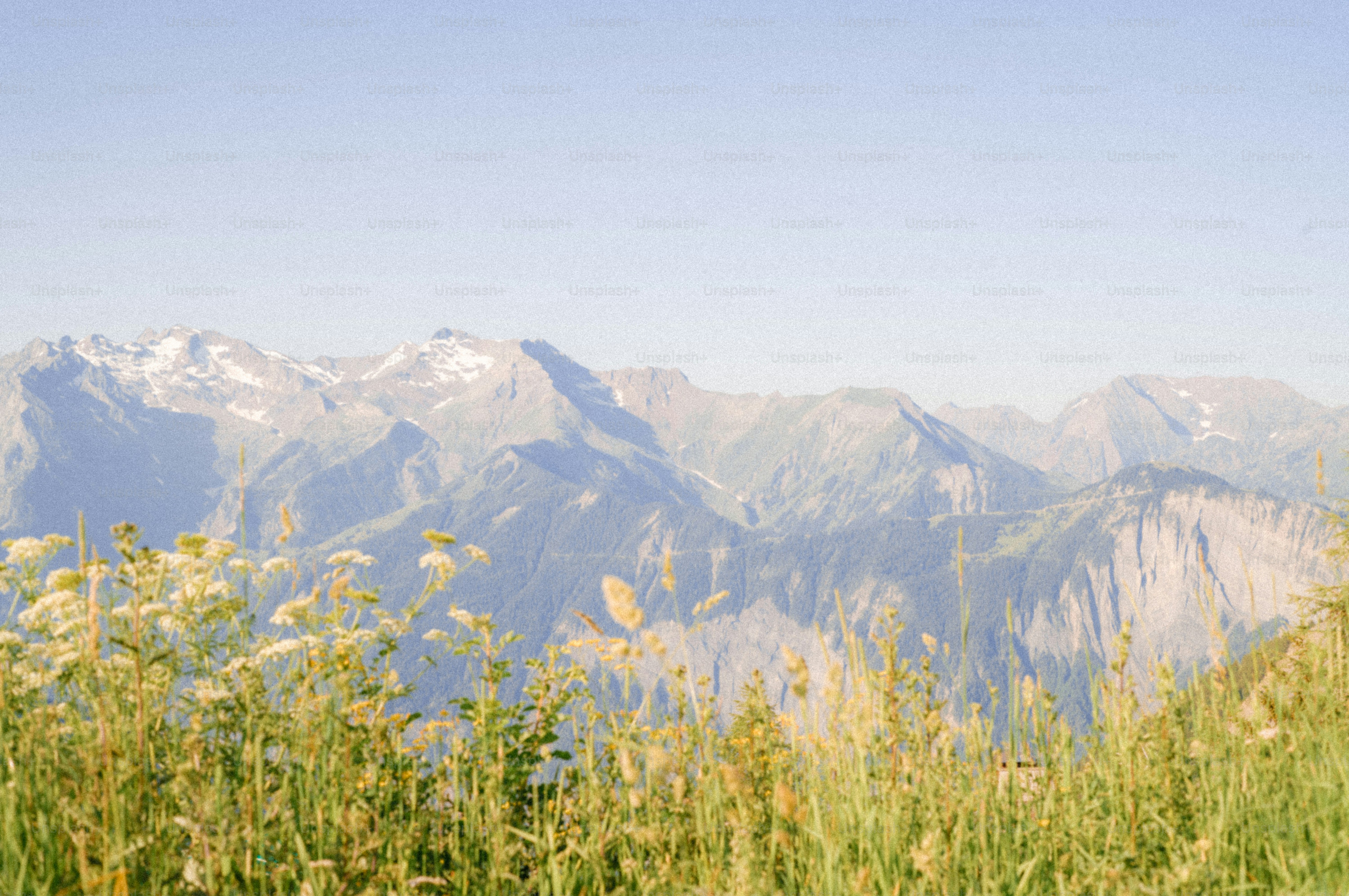 Snowy mountains behind tall green and yellow grass