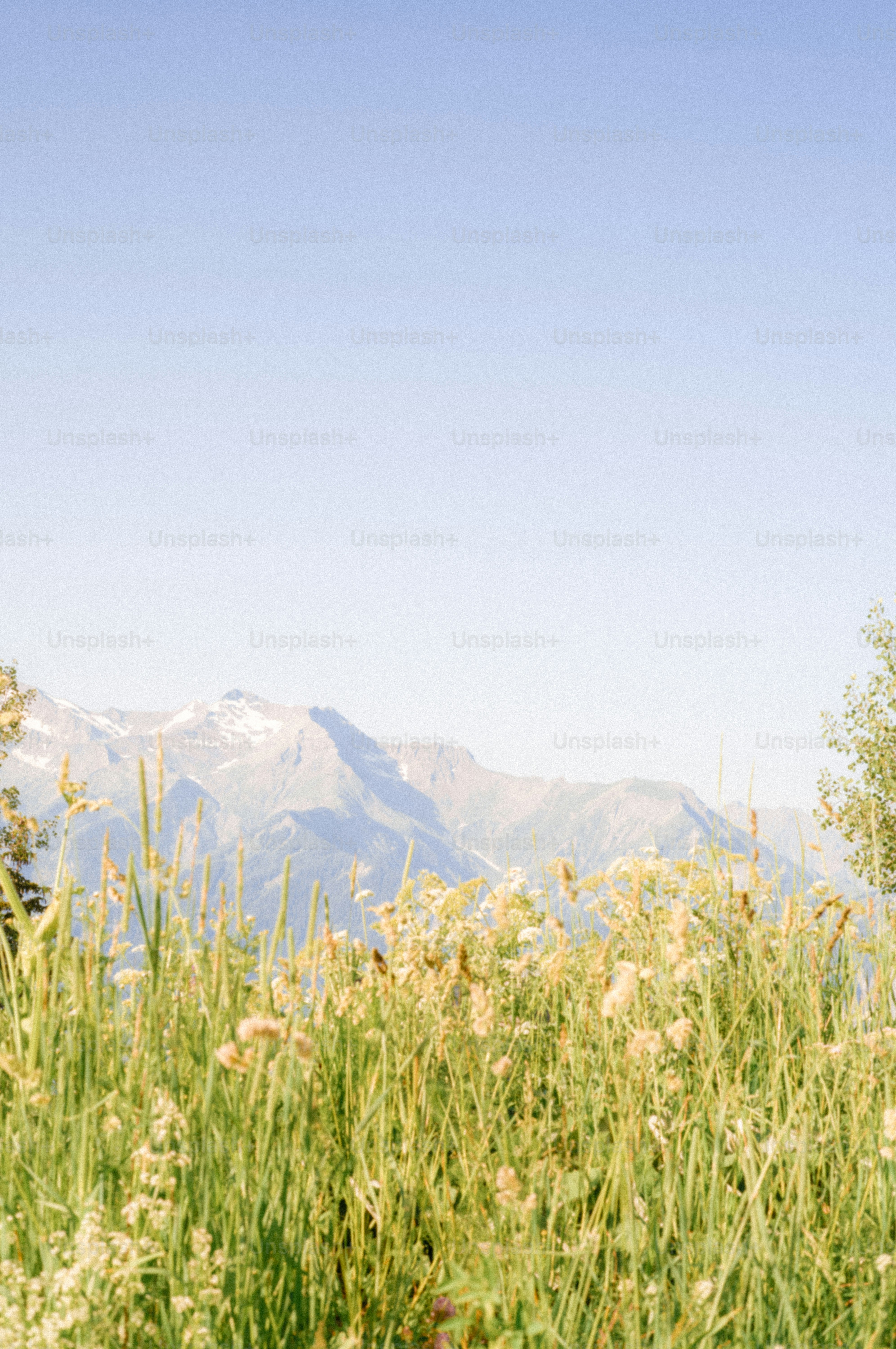 Green grass and wildflowers with snow-capped mountains
