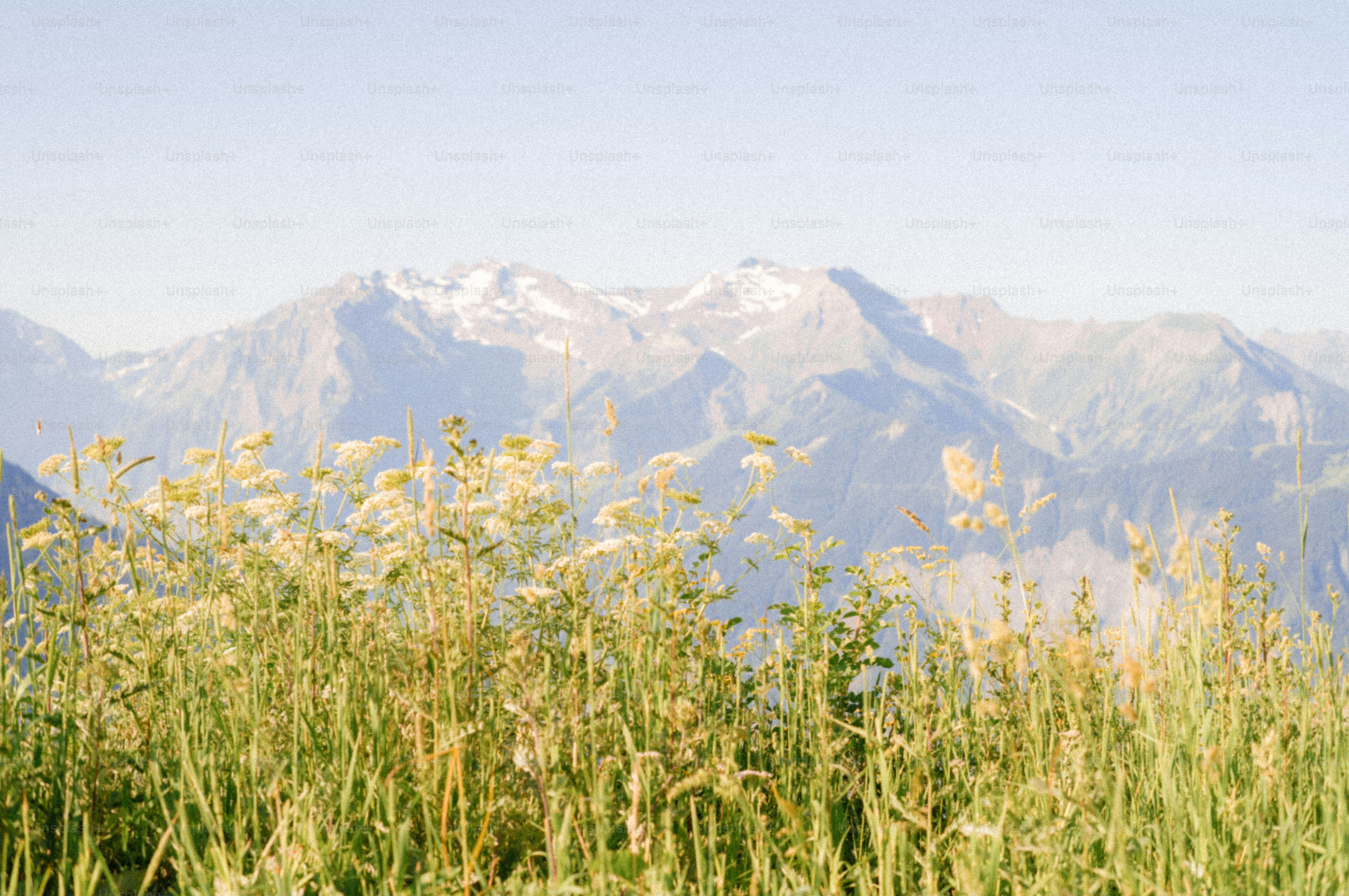 Tall grass and wildflowers with distant snow-capped mountains