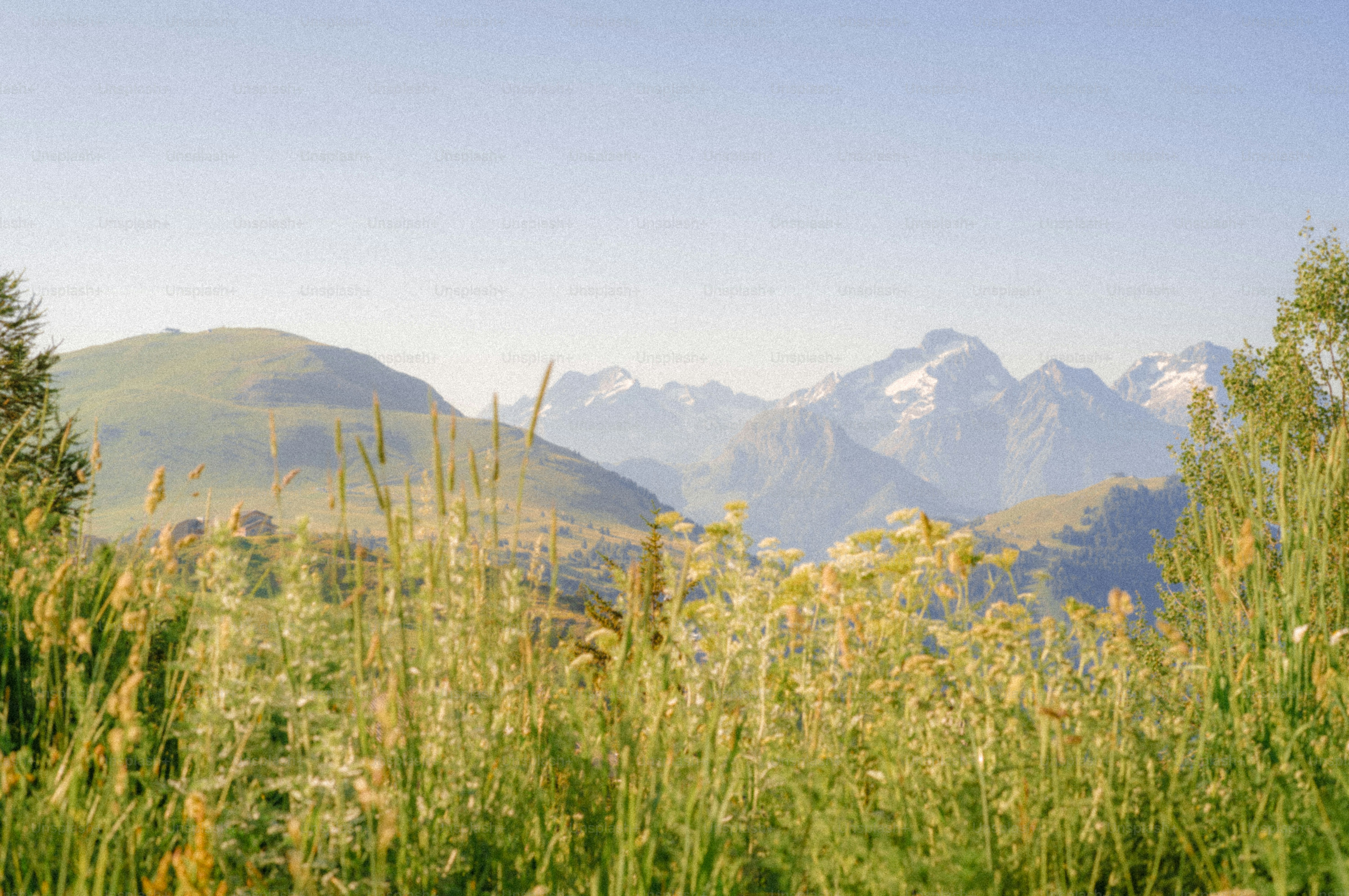 Grassy field with distant snow-capped mountains