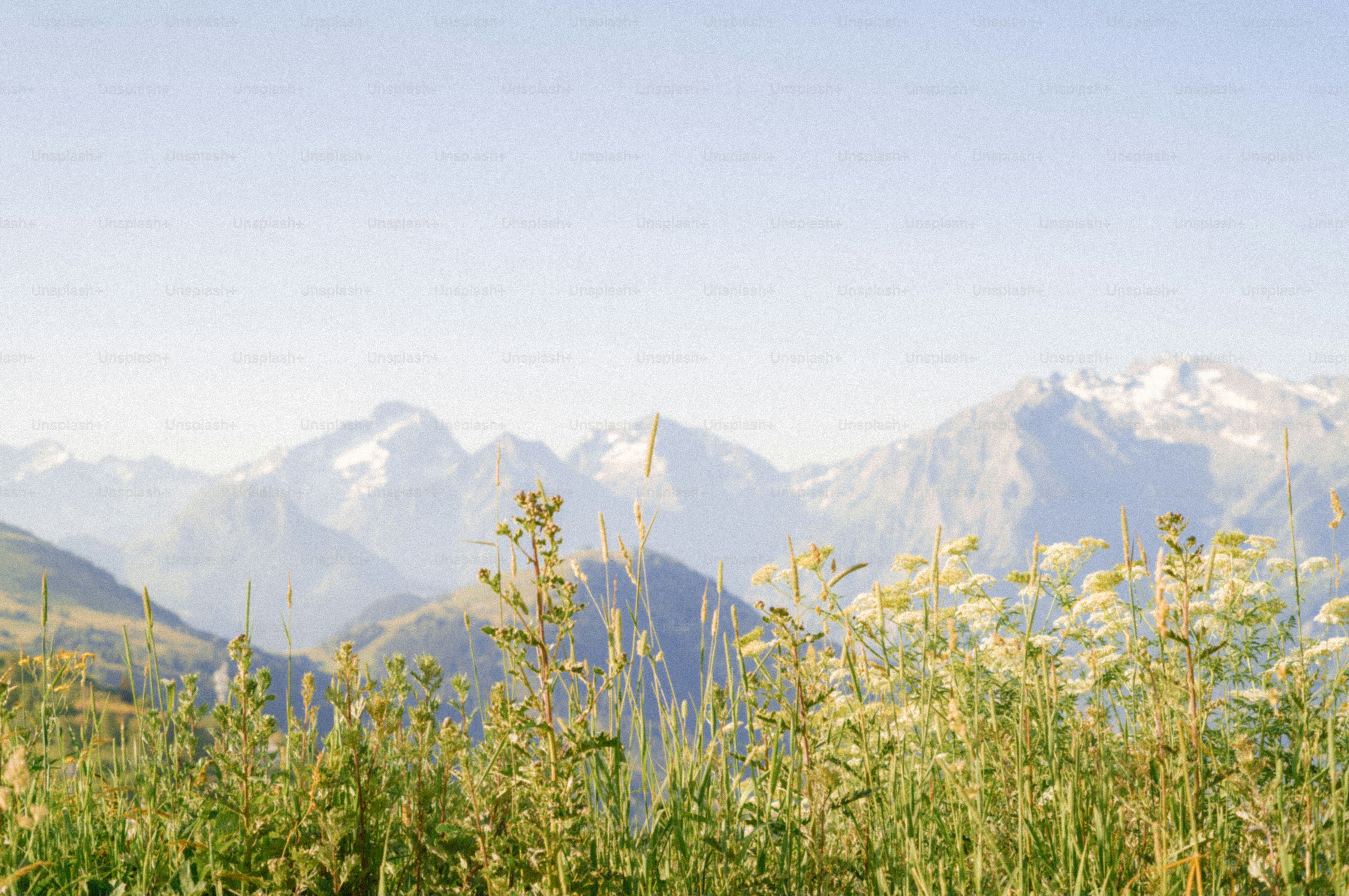 Fiori selvatici ed erba con cime montuose nebbiose