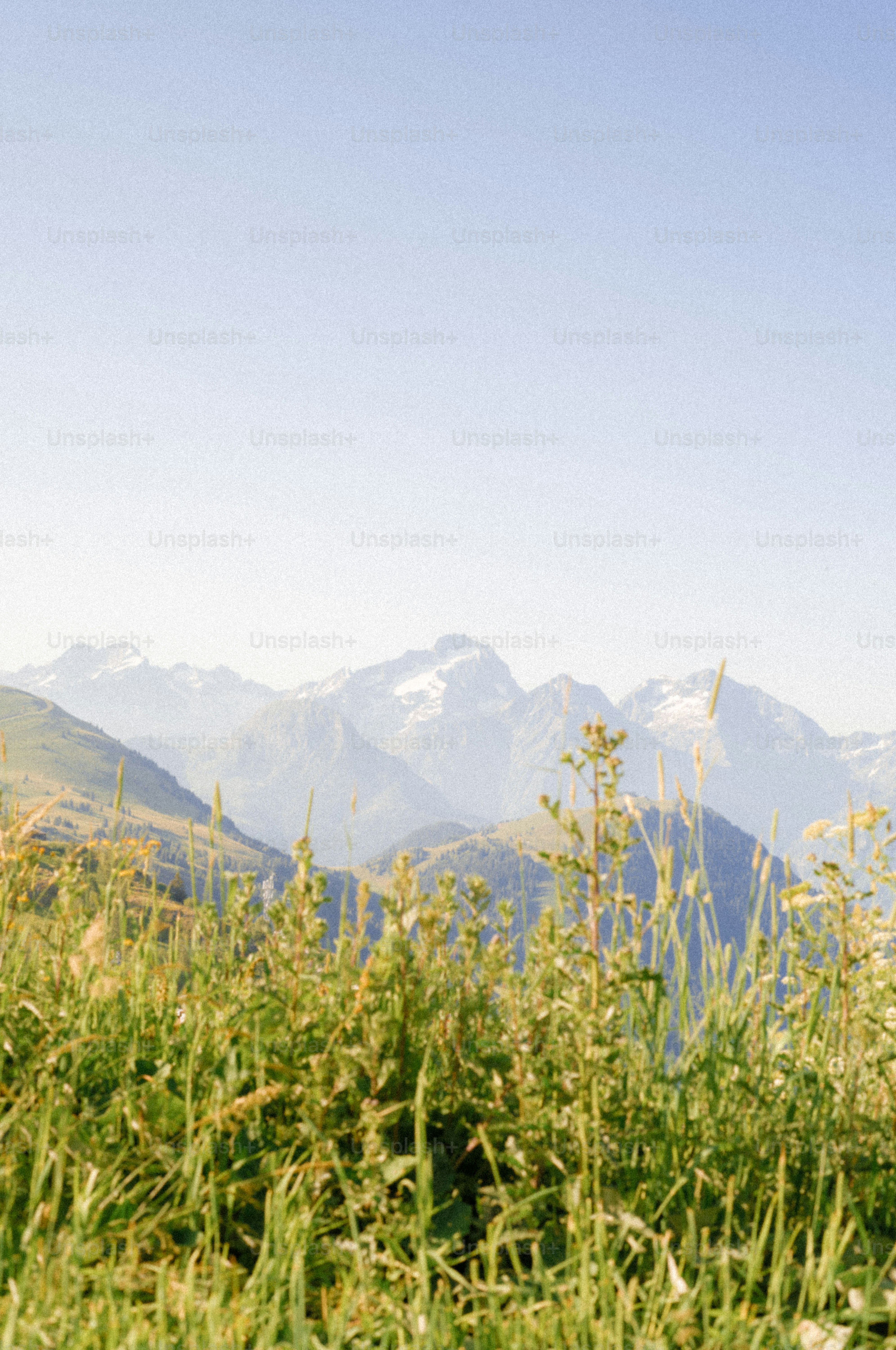 Green grass and snow-capped mountains under clear sky