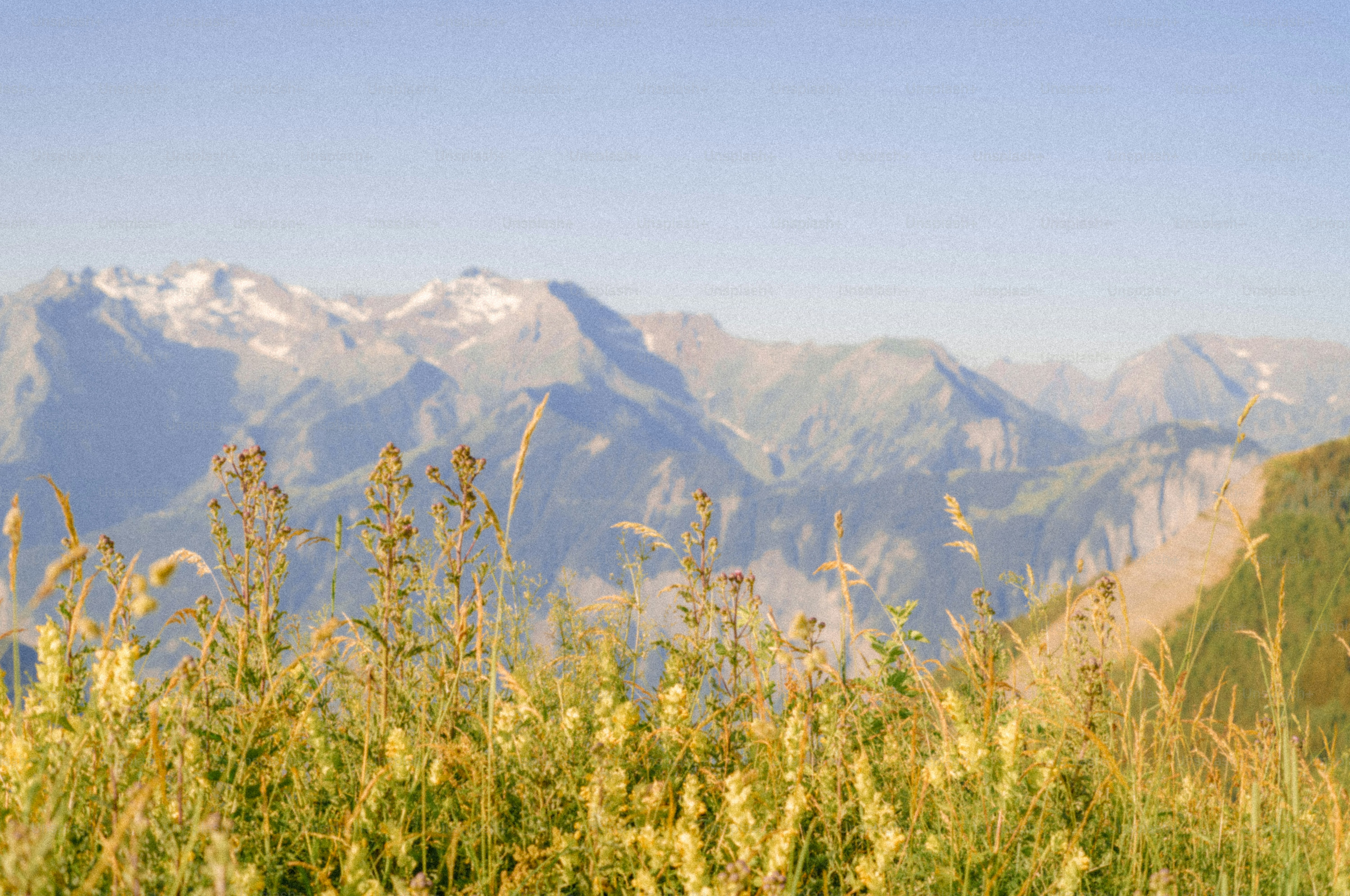Chaîne de montagnes avec un premier plan d’herbe dorée sèche