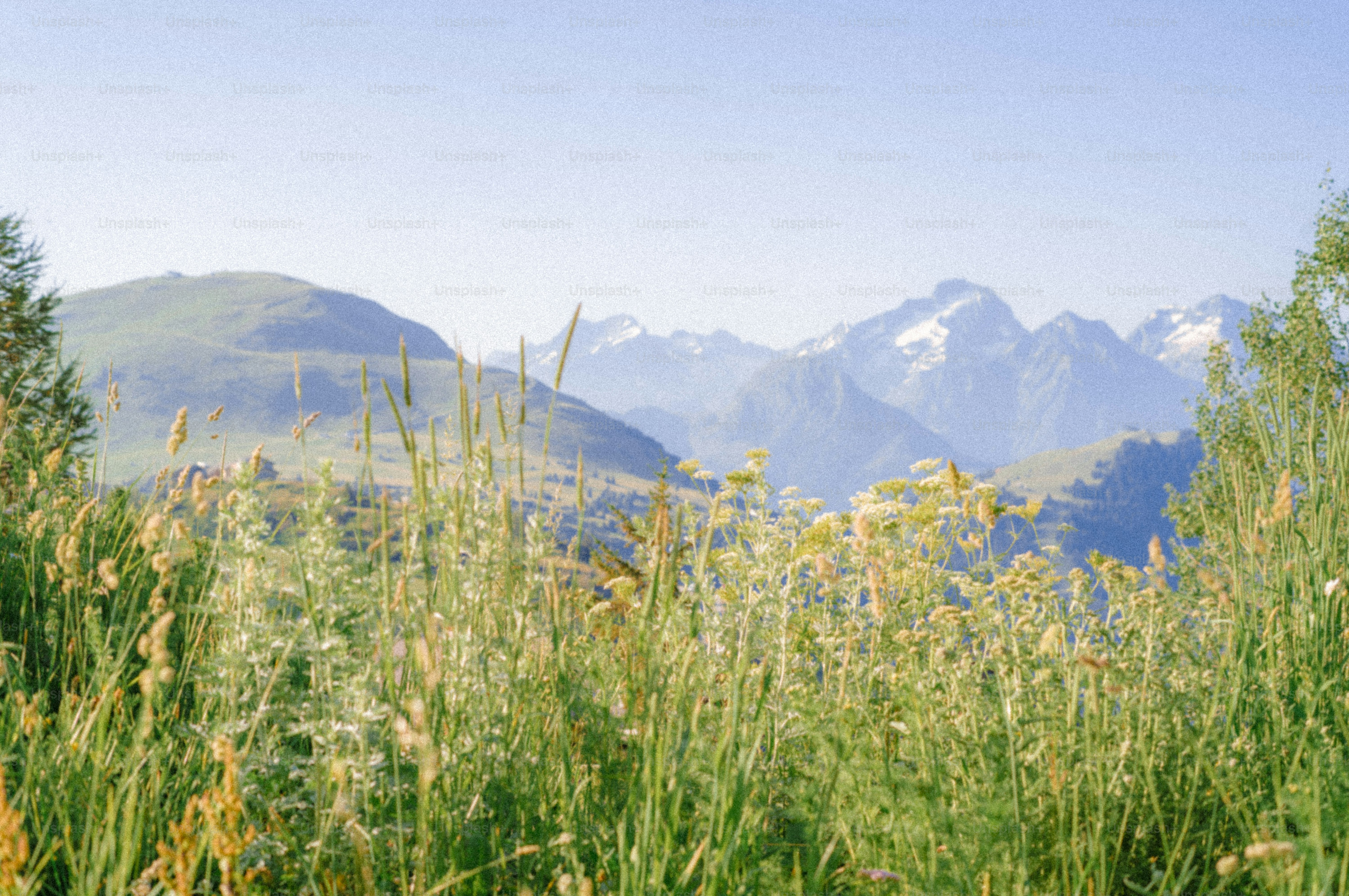 Mountain landscape with tall grass and snow-capped peaks