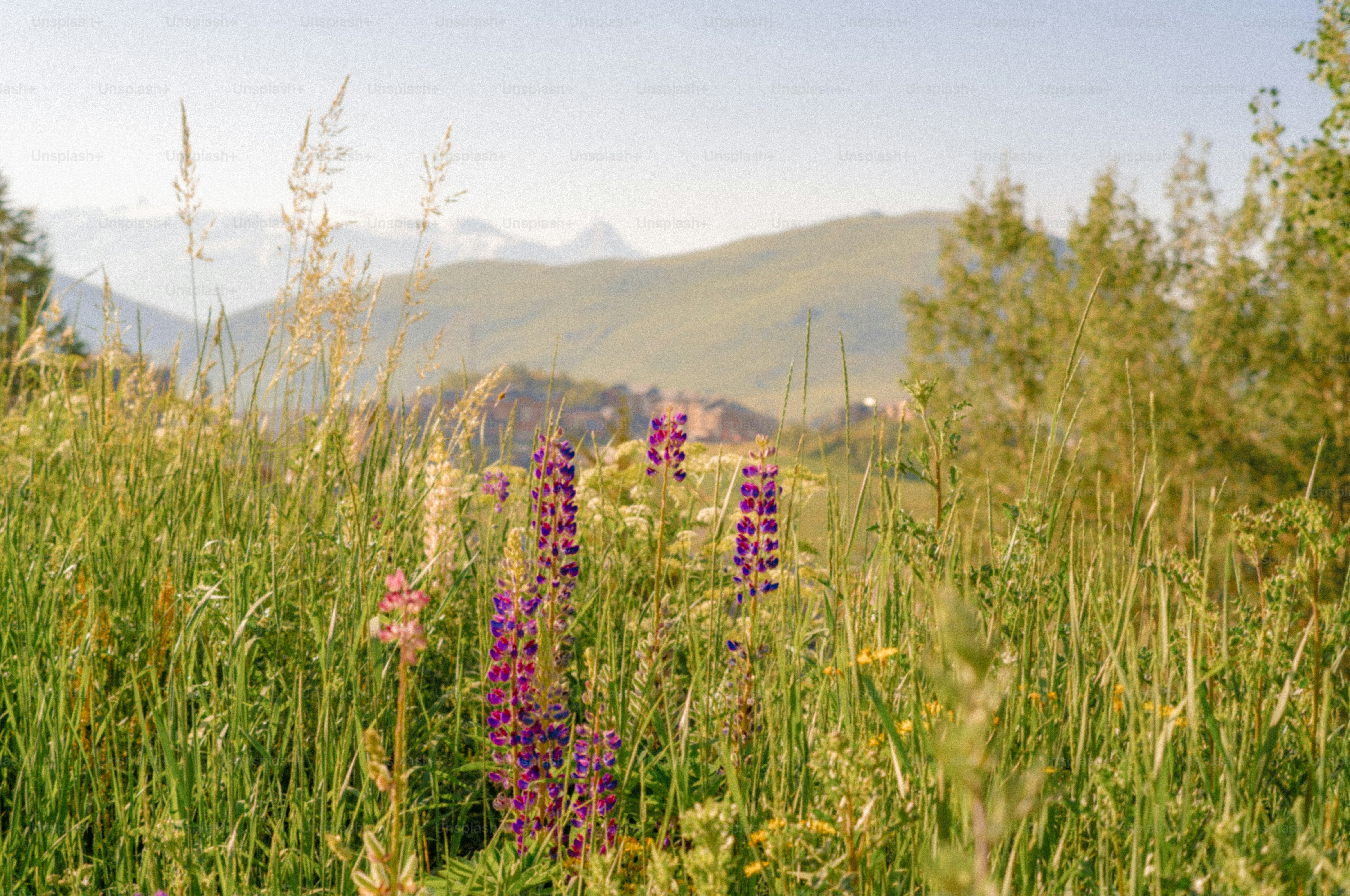 Purple lupine flowers in a grassy field with mountains