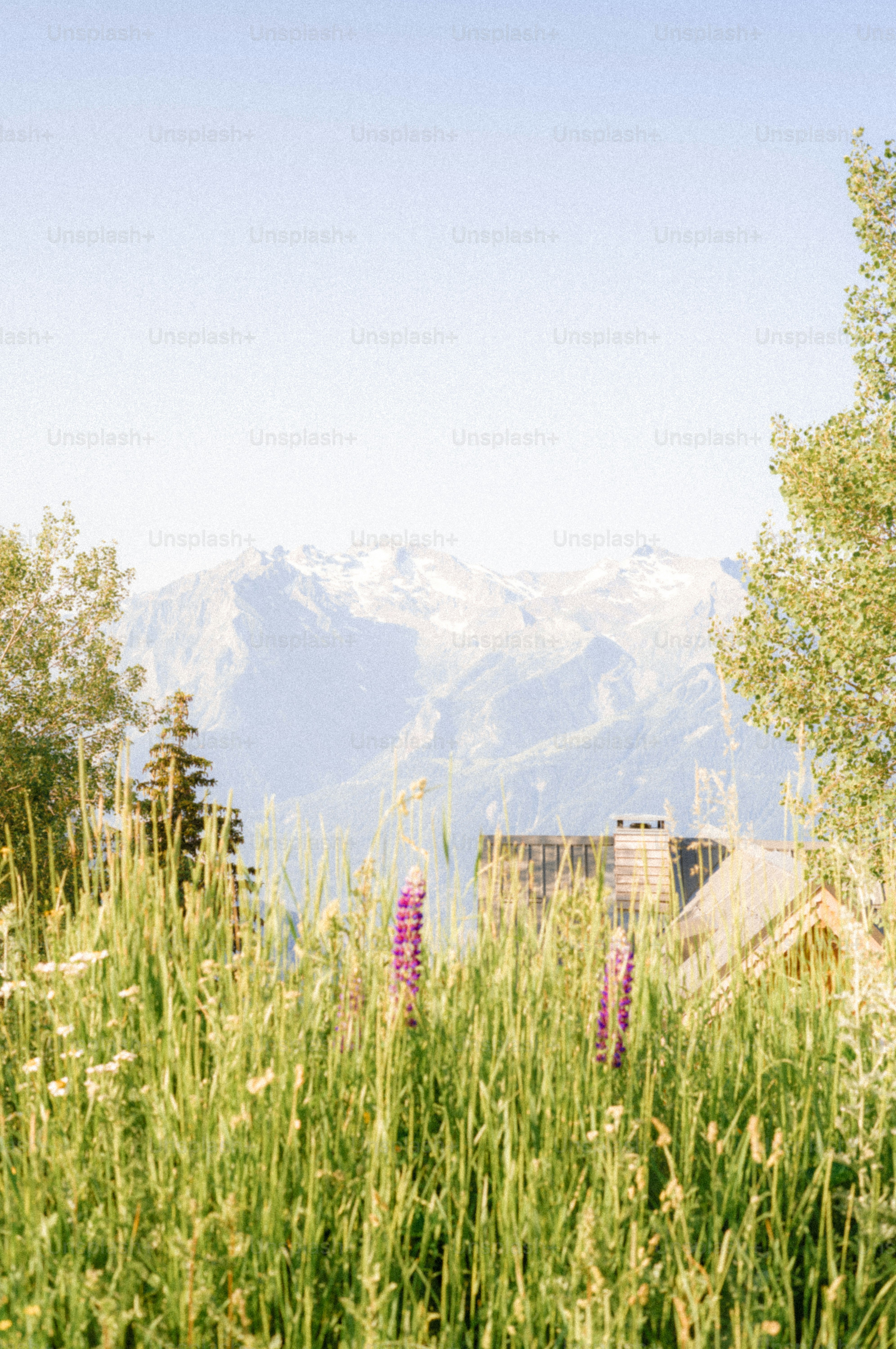 Purple lupines in tall grass with distant snowy mountains