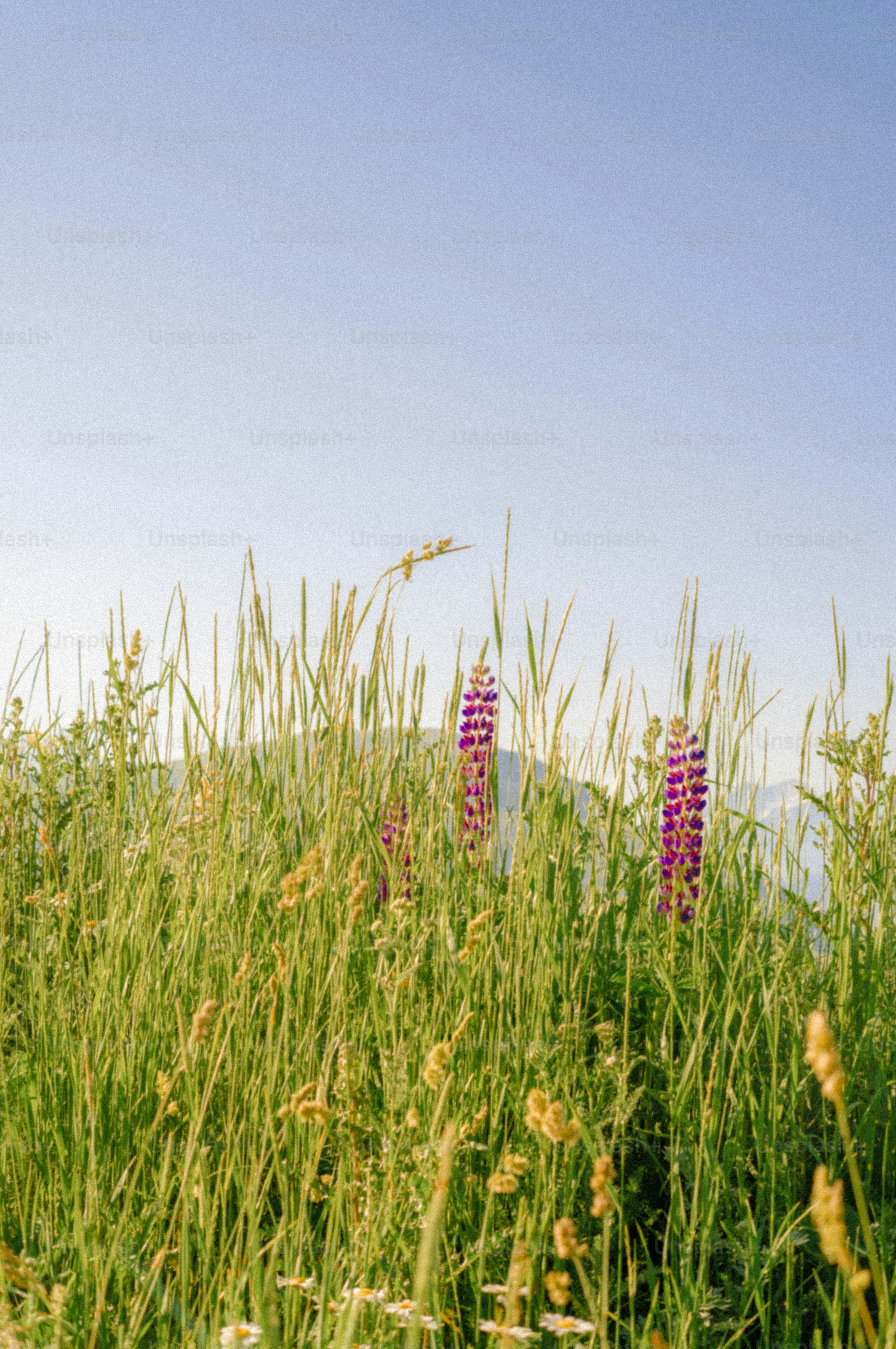Purple lupine flowers among tall green grass